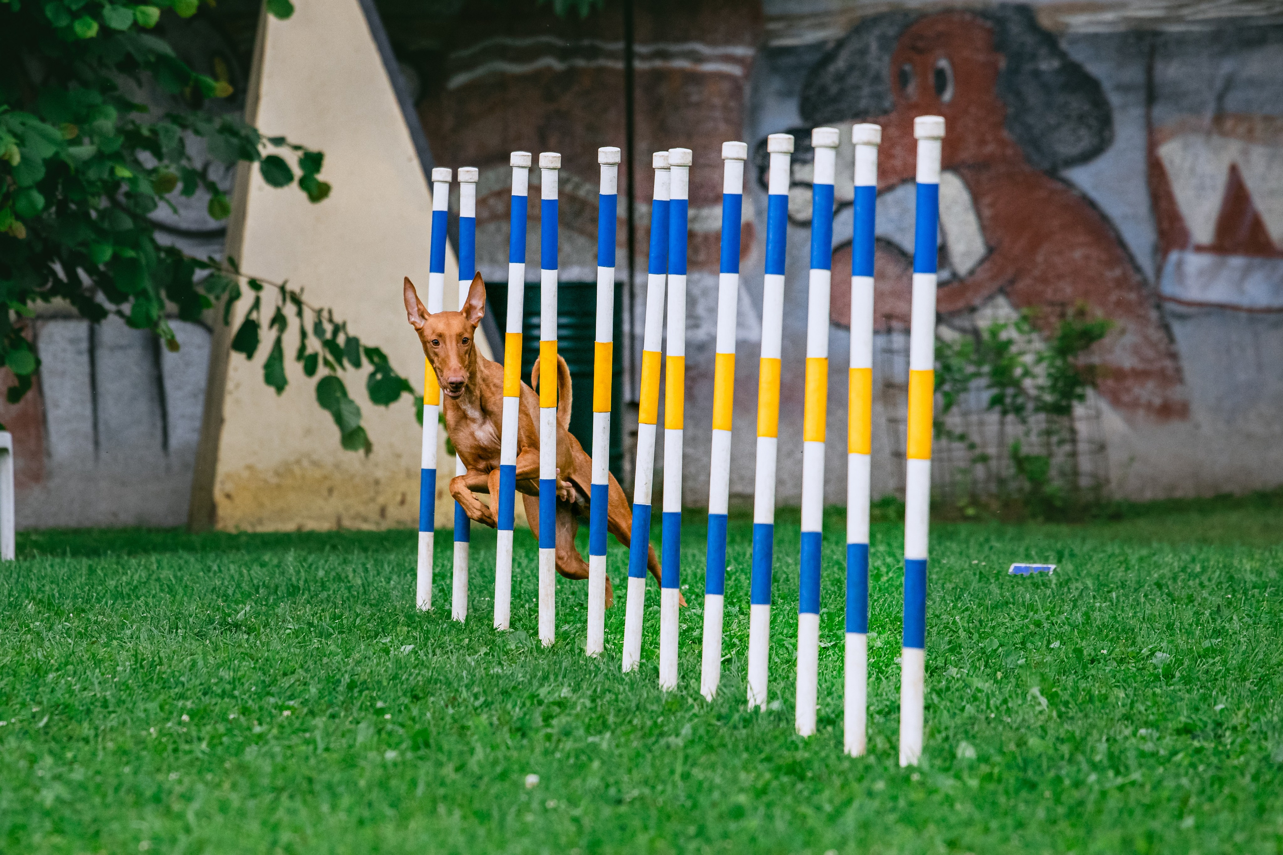 Соревнования по аджилити Долгопрудный 30.06.2025. Фотограф-анималист Татьяна Степанова