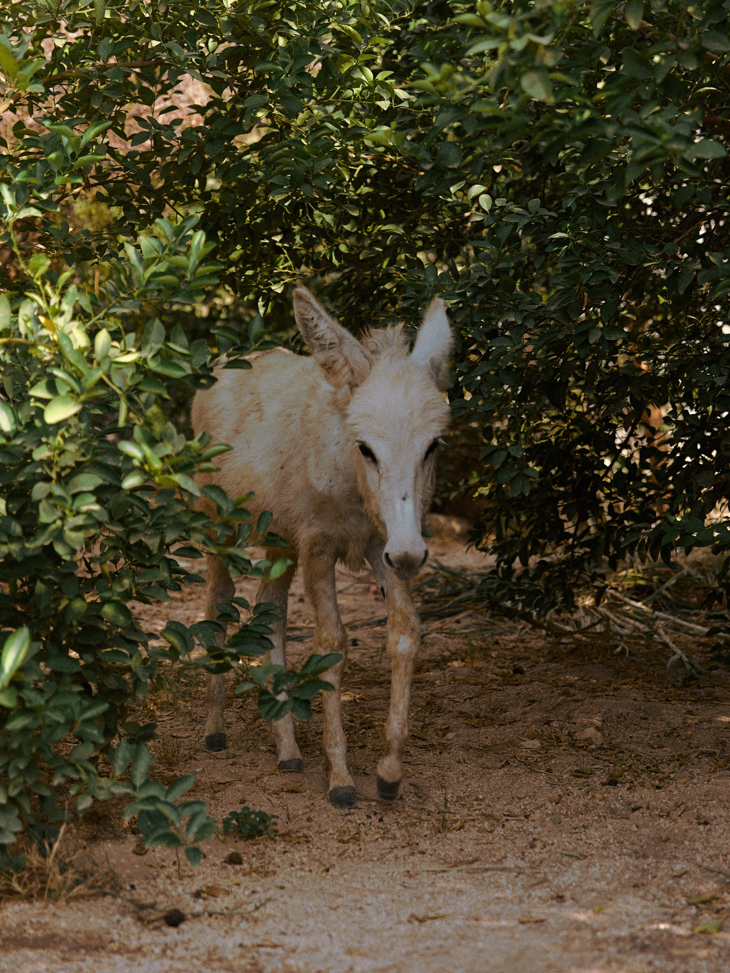 Диптих. Jorgis — фотограф в Хургаде / обучение фотографии