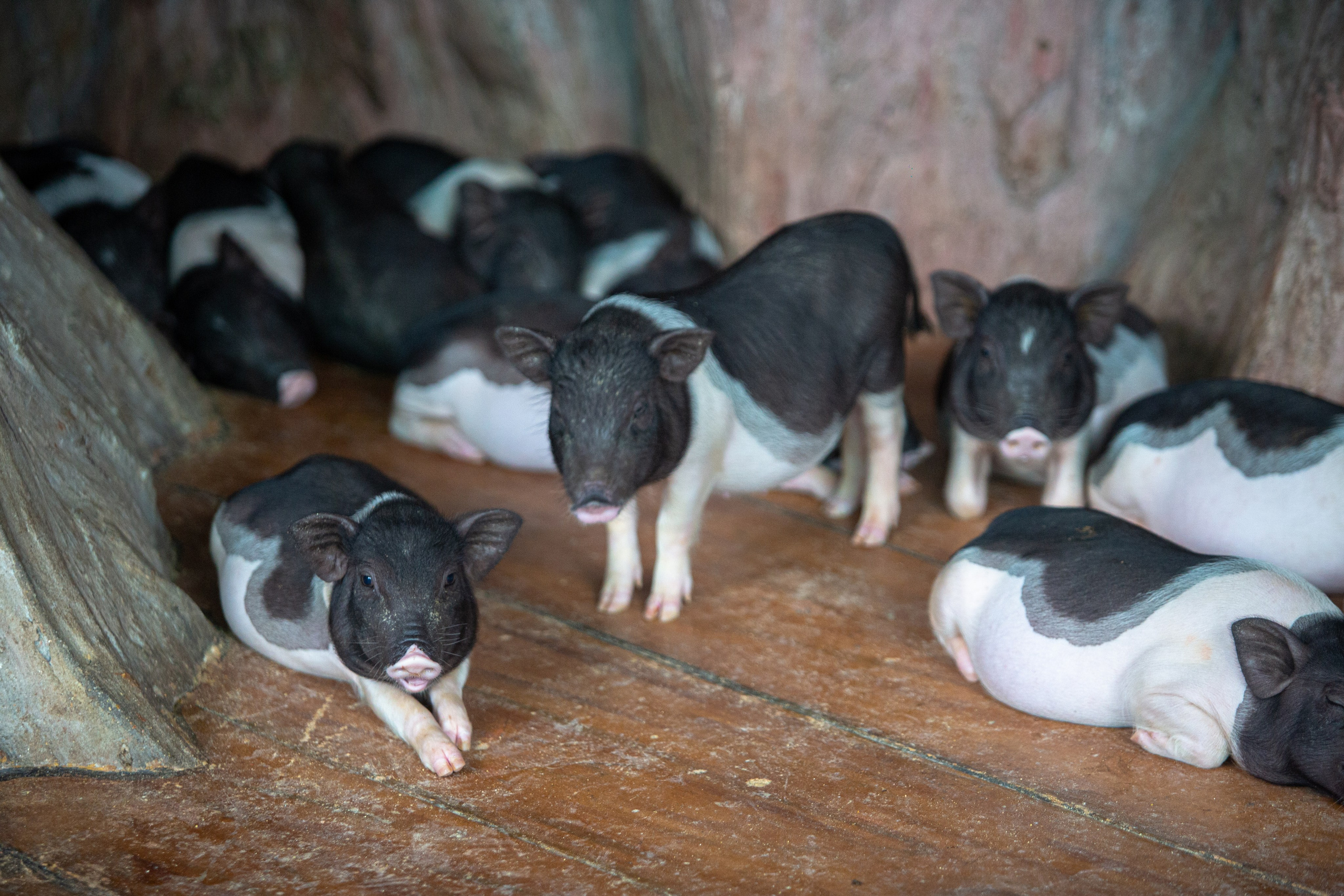 Samut Prakan Crocodile Farm & Zoo. Photographer Sonkina Tatiana (Tanya Ash)