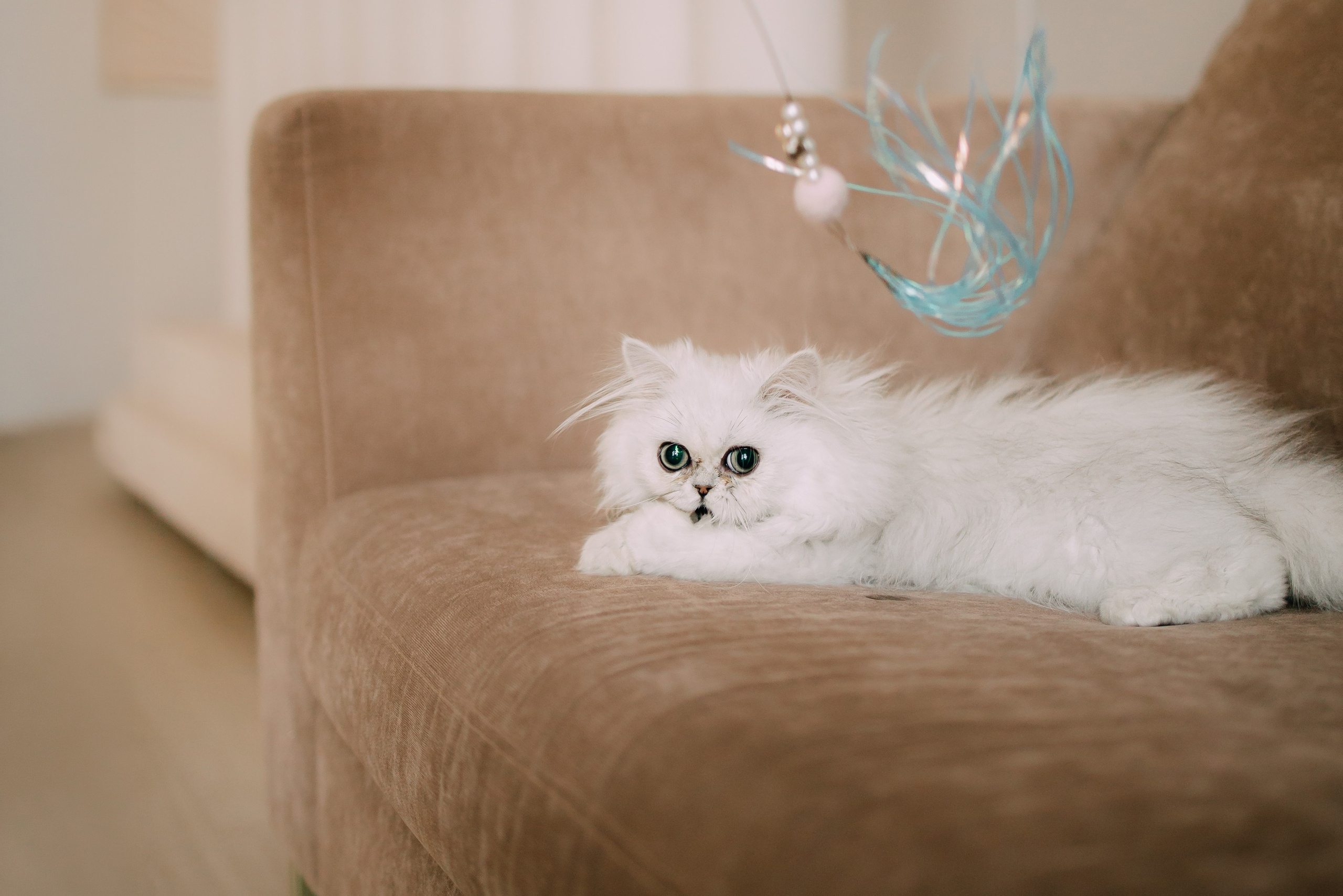 Султан, Мэй Мэй и Шанталь и их семья