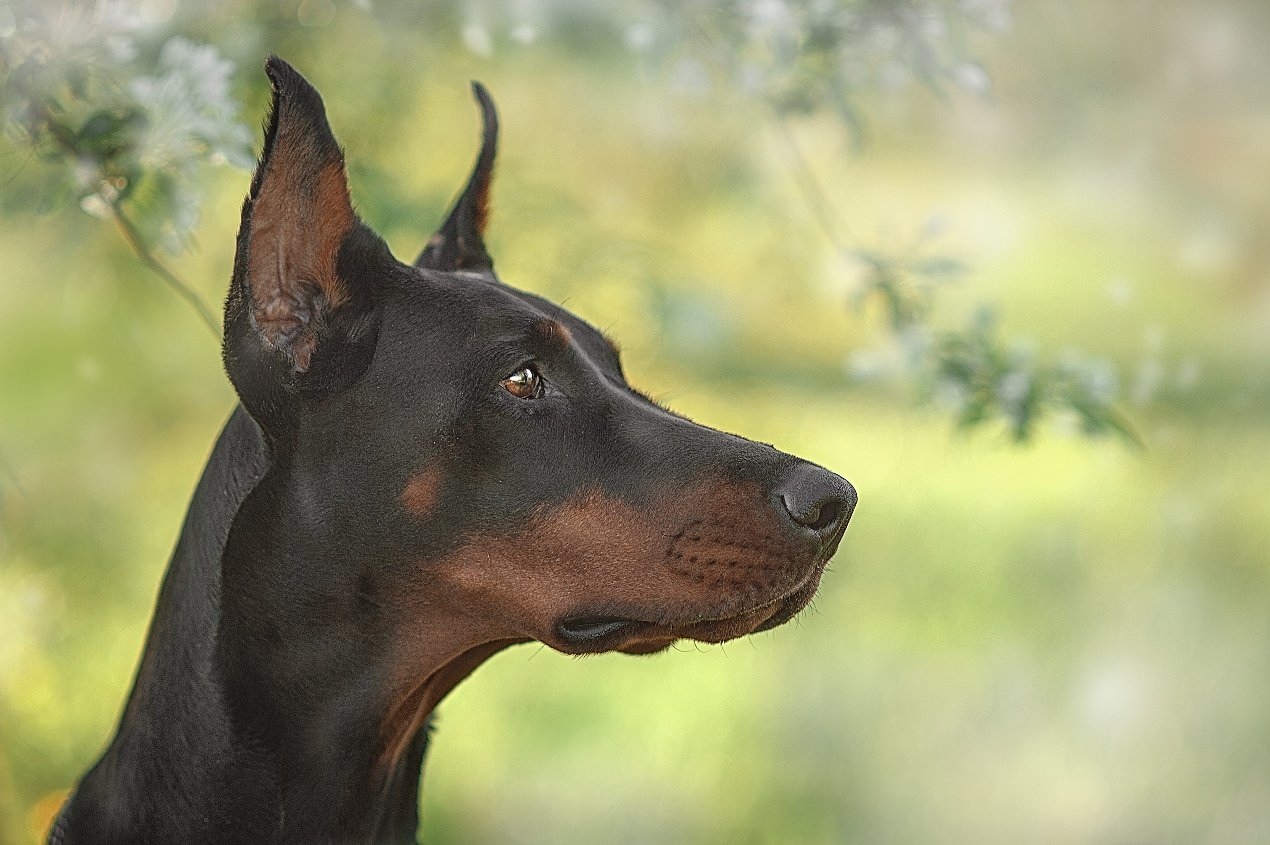 Фотосессия животных в Ижевских, фотограф животных. Детский, семейный фотограф в Ижевске и Москве Аксинья Лысенкова ADEN