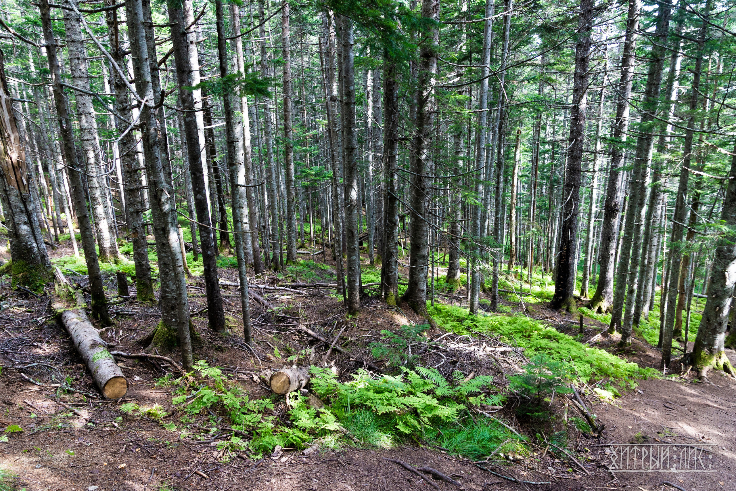 Сахалин. Фотограф-путешественник Самойлов Максим «Sly Fox»