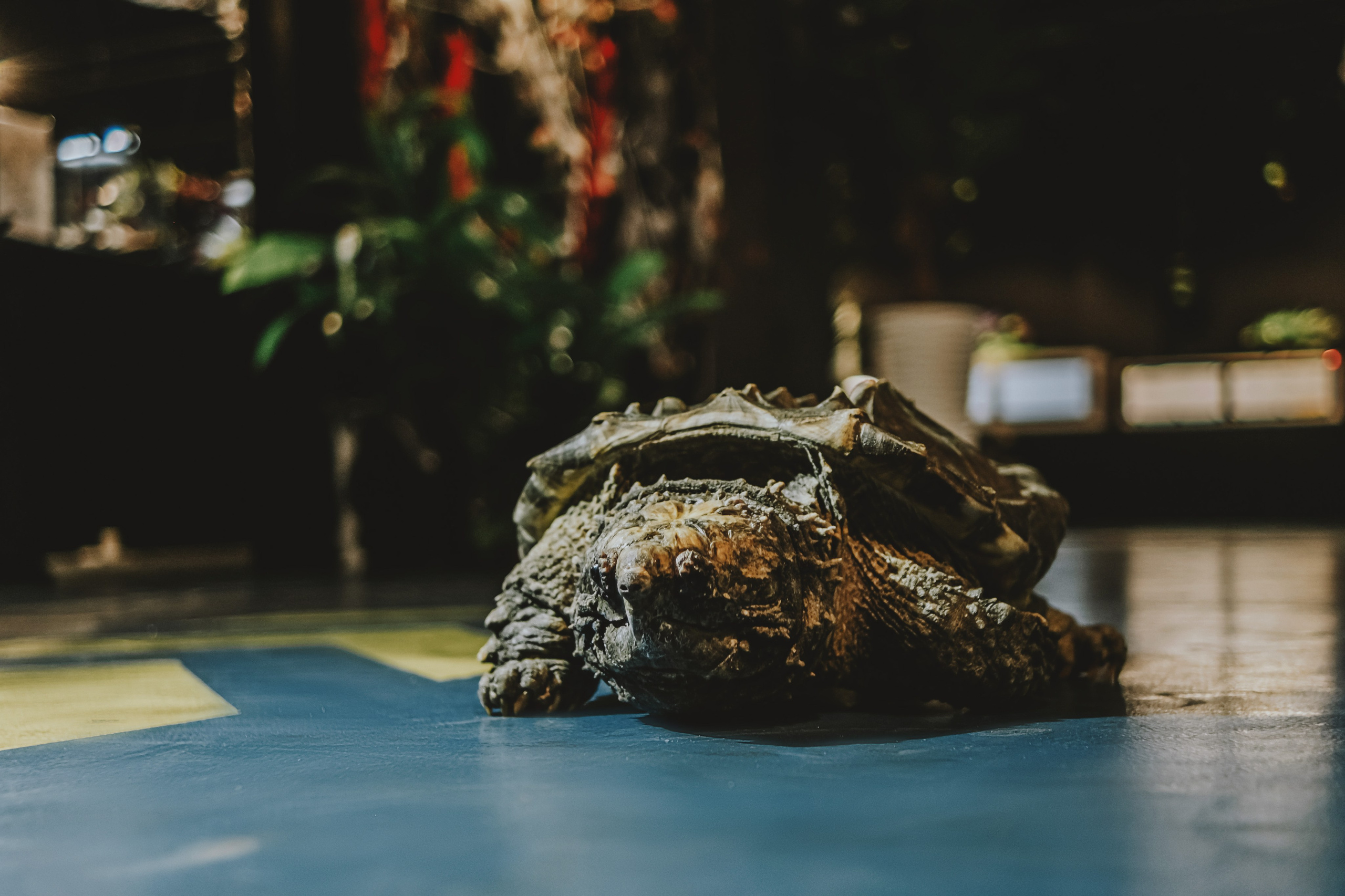 Дом Драконов. Nattie.ph