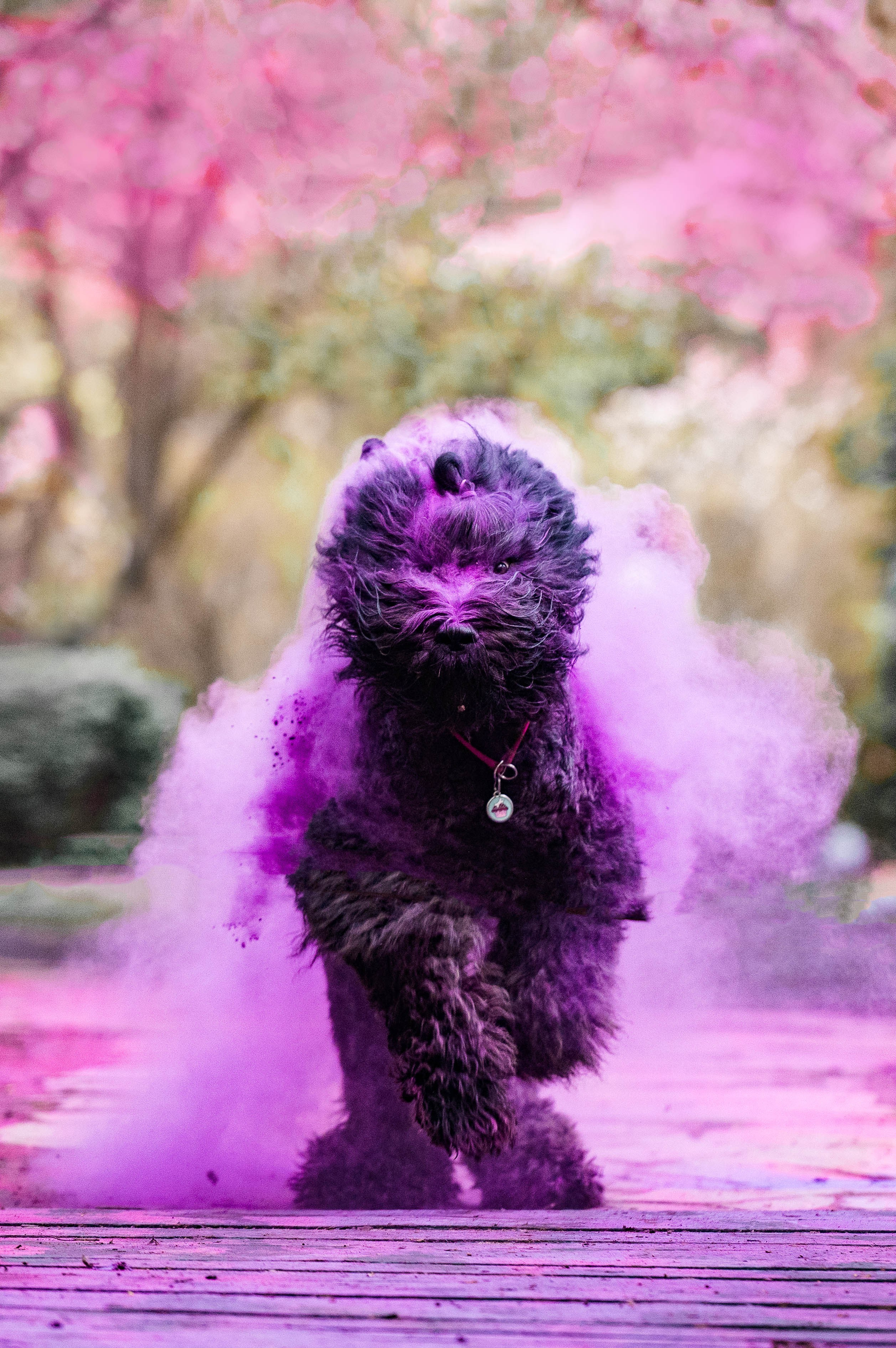 Вольт. Фотограф-анималист