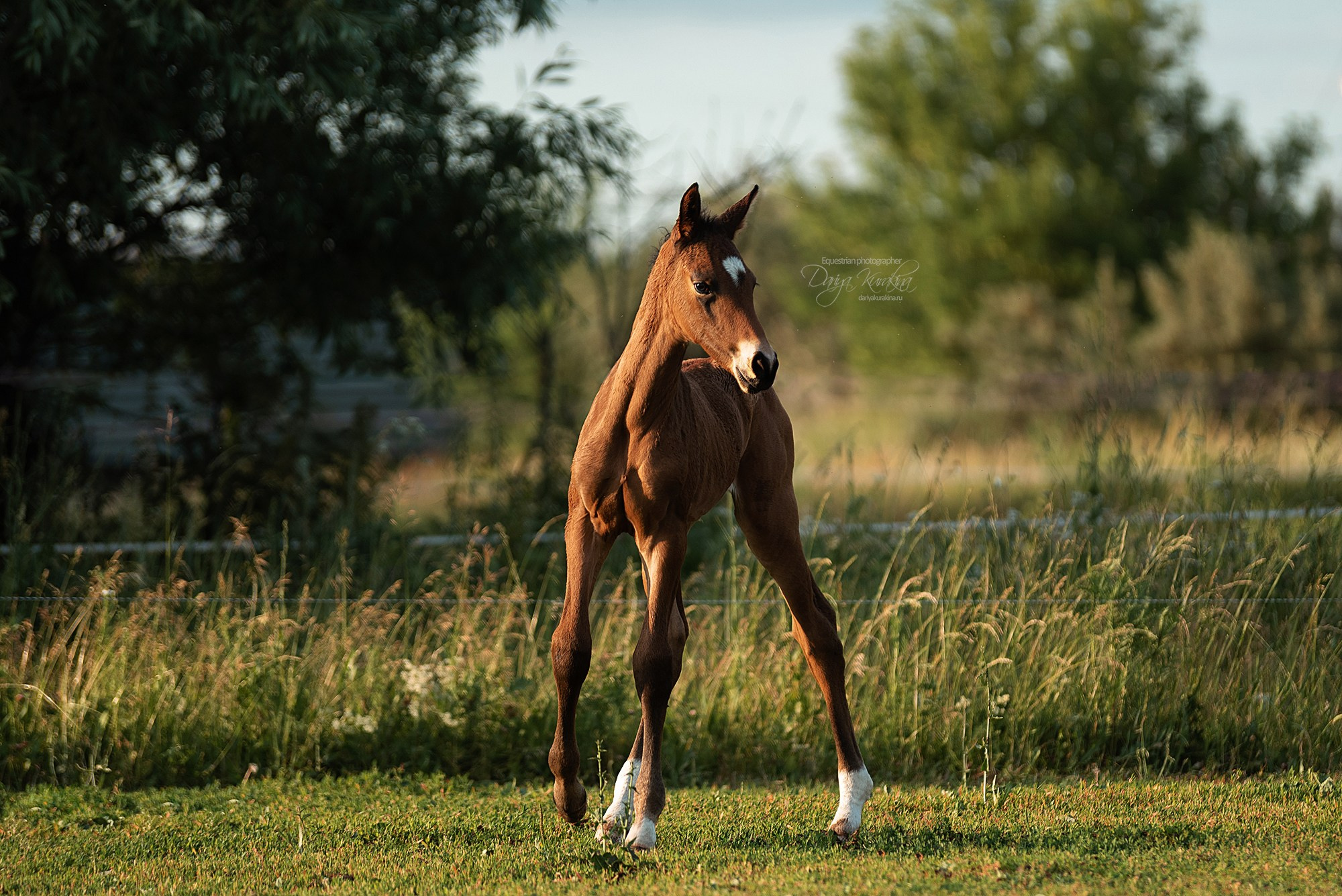 Малышка Кэндис. Конный фотограф Куракина Дарья • Фотосессии с лошадьми