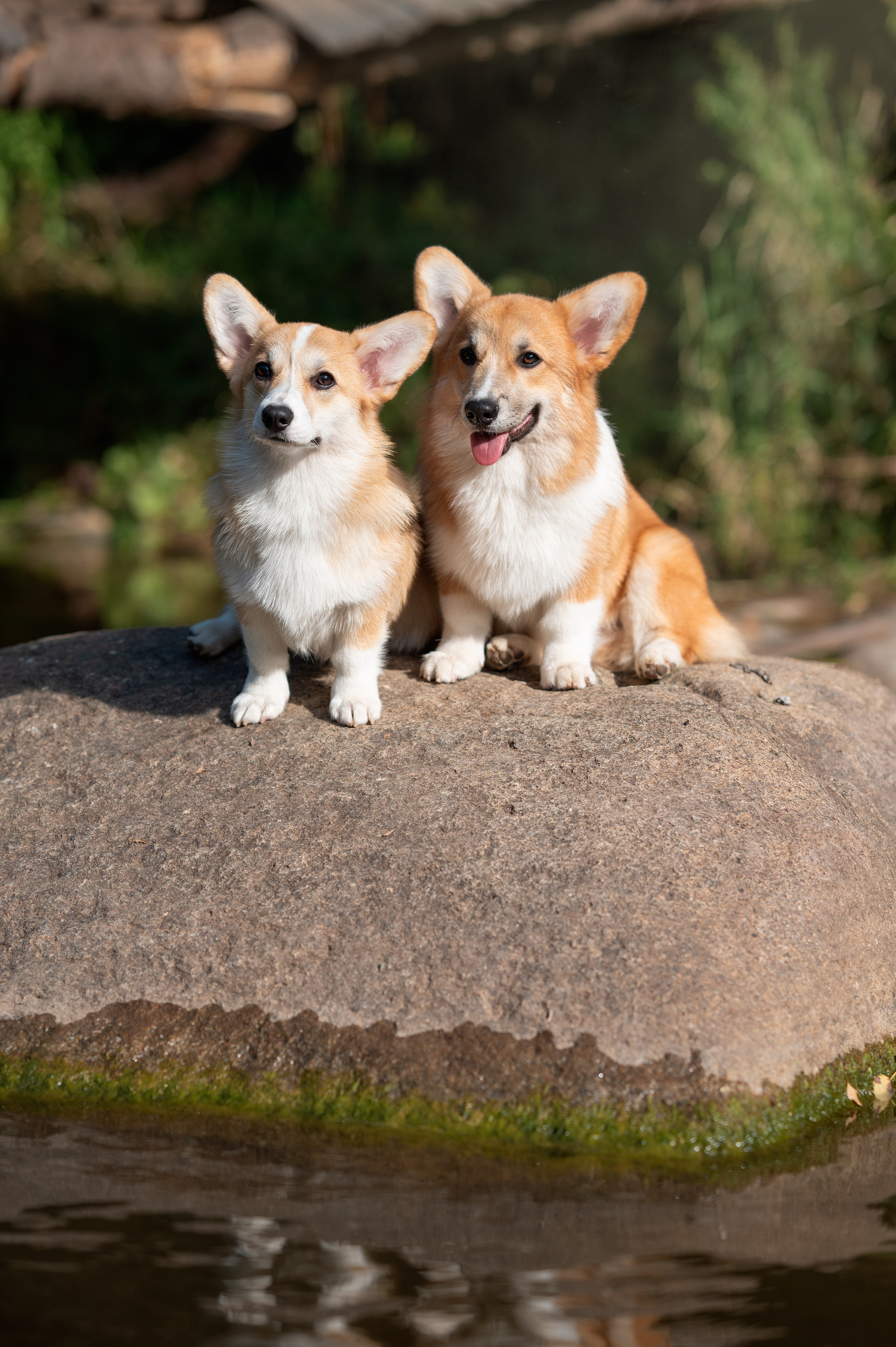 Заводчик Ольга Кушкина. Творческий фотограф Вологда