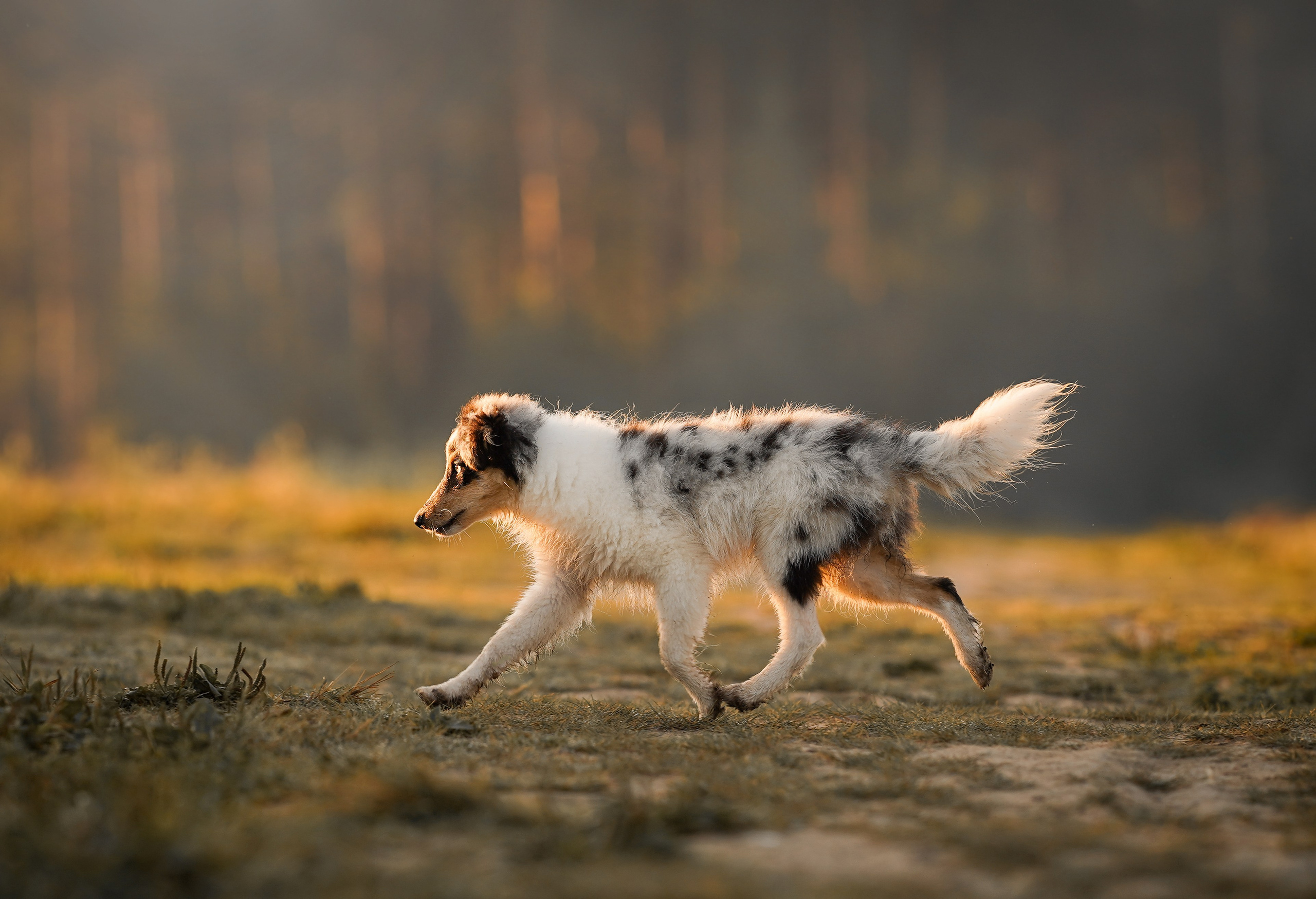 Алина и Лето. Фотограф-анималист в Санкт-Петербурге Яна Мартынова