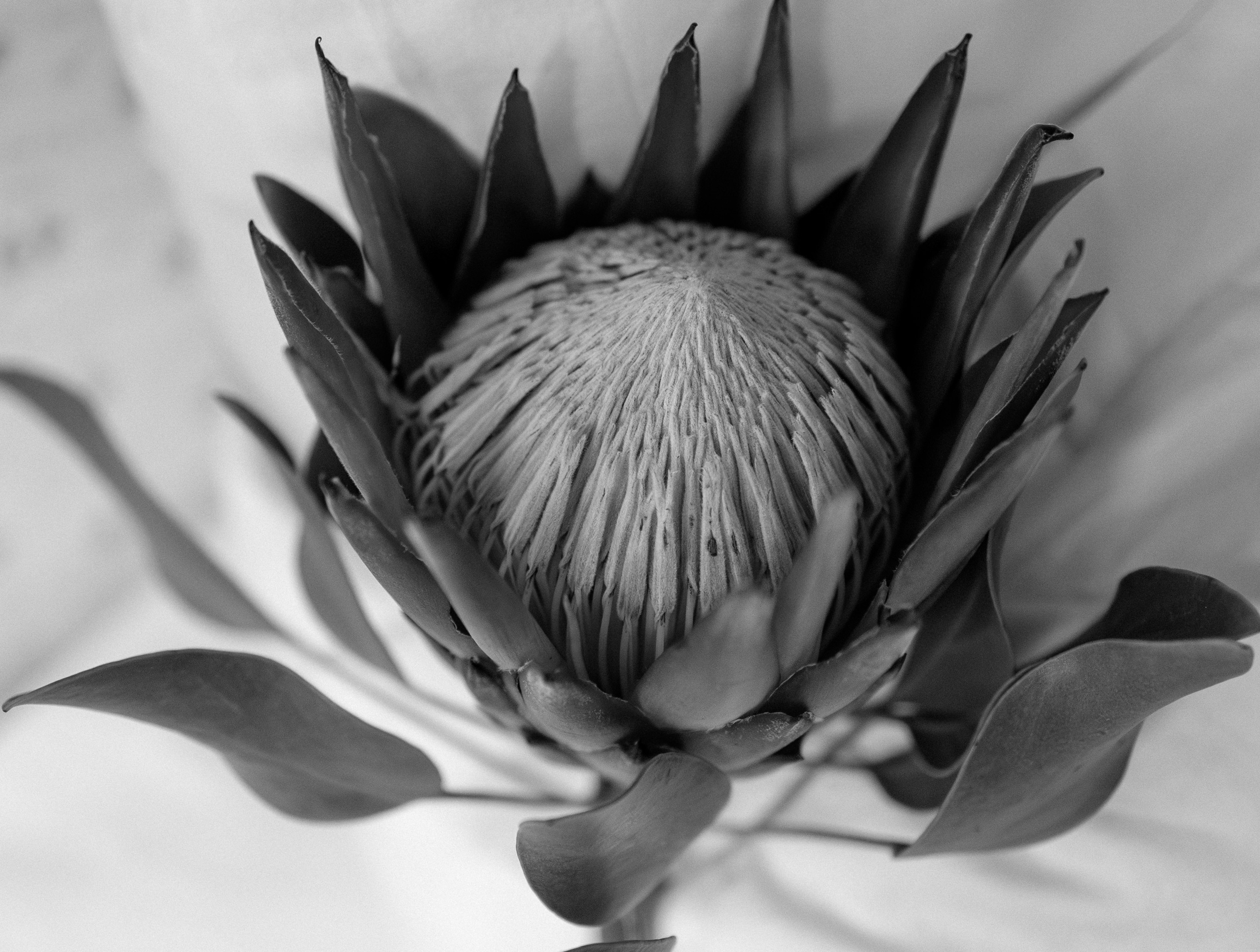 Кирилл и Екатерина | особняк Леман. Свадебный фотограф в Москве Наталья Струкова