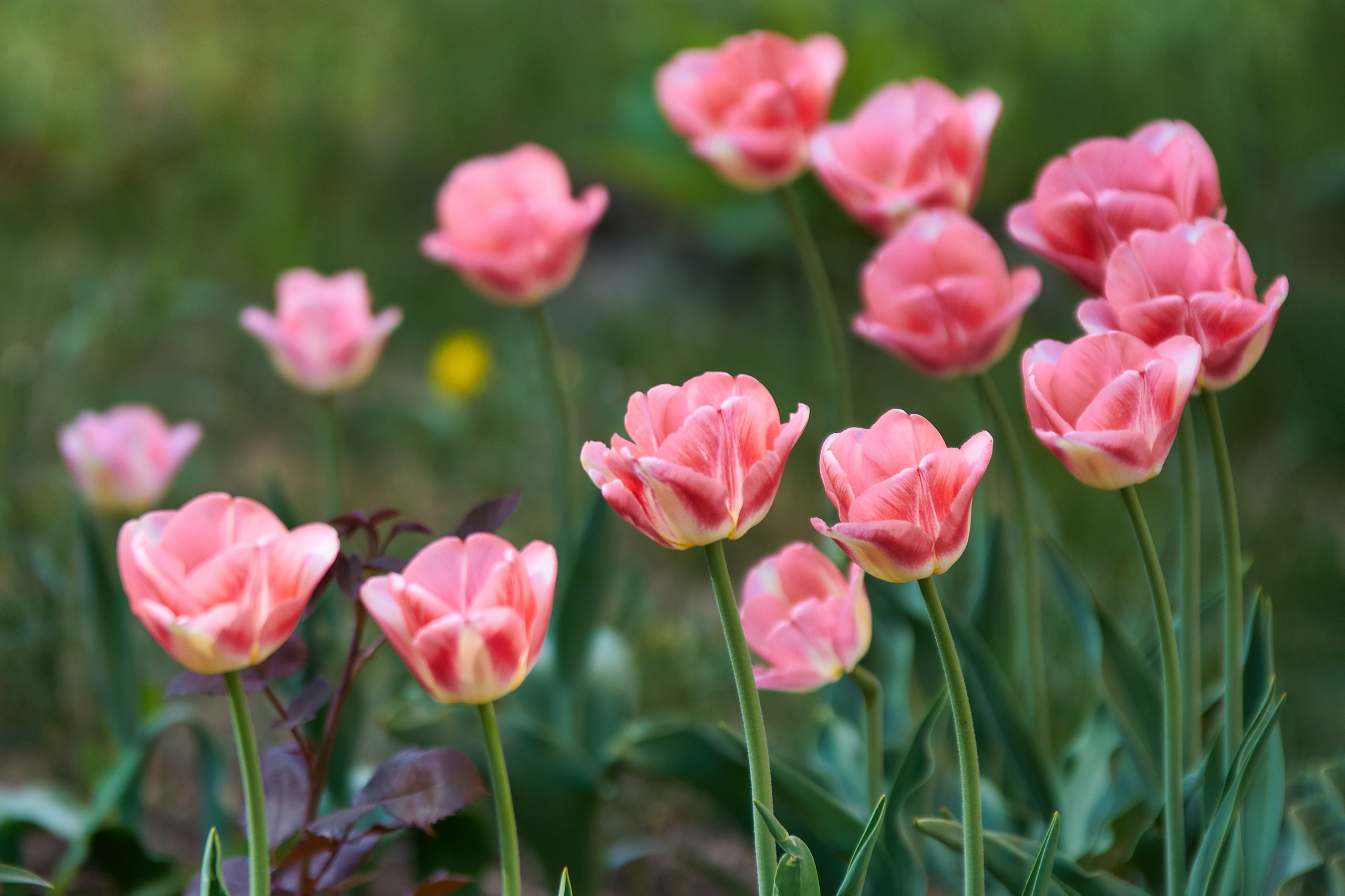 Наша мать — природа. Фотограф Владимир Артамонов