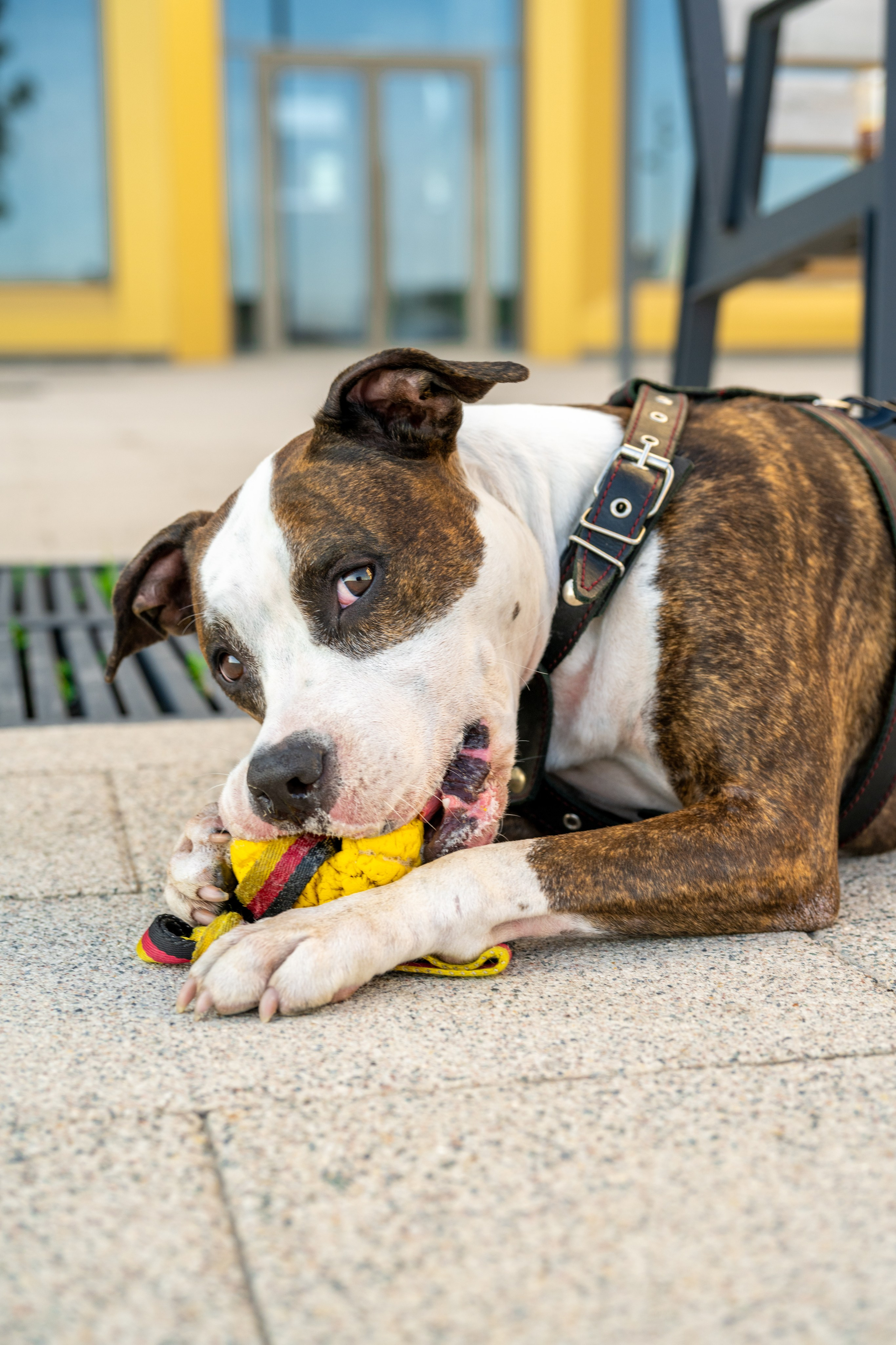 Портреты питомцев. Фотограф в Санкт-Петербурге Александра Ладыгина