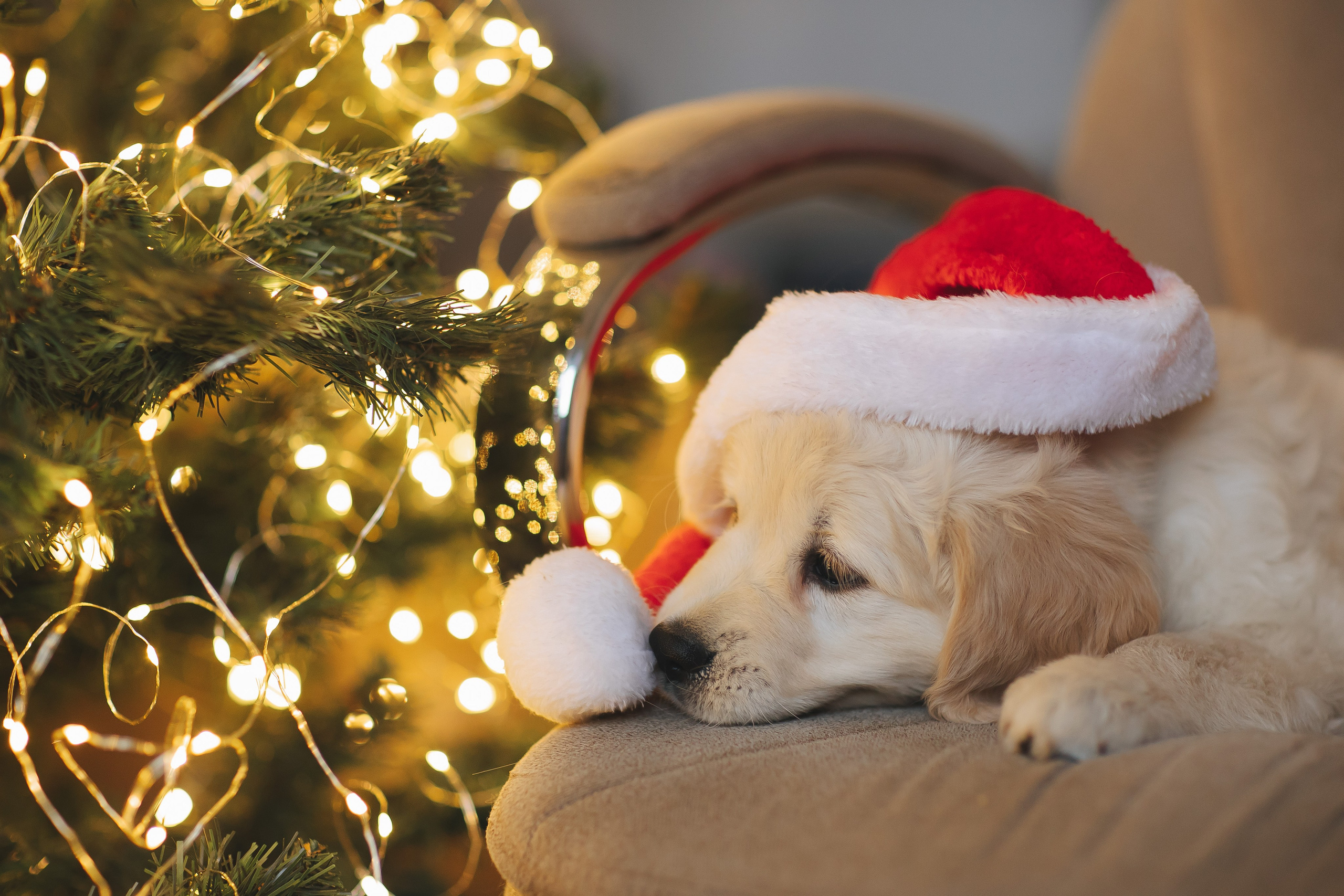 Снежик и Веста, НГ. Свадебный и женский фотограф