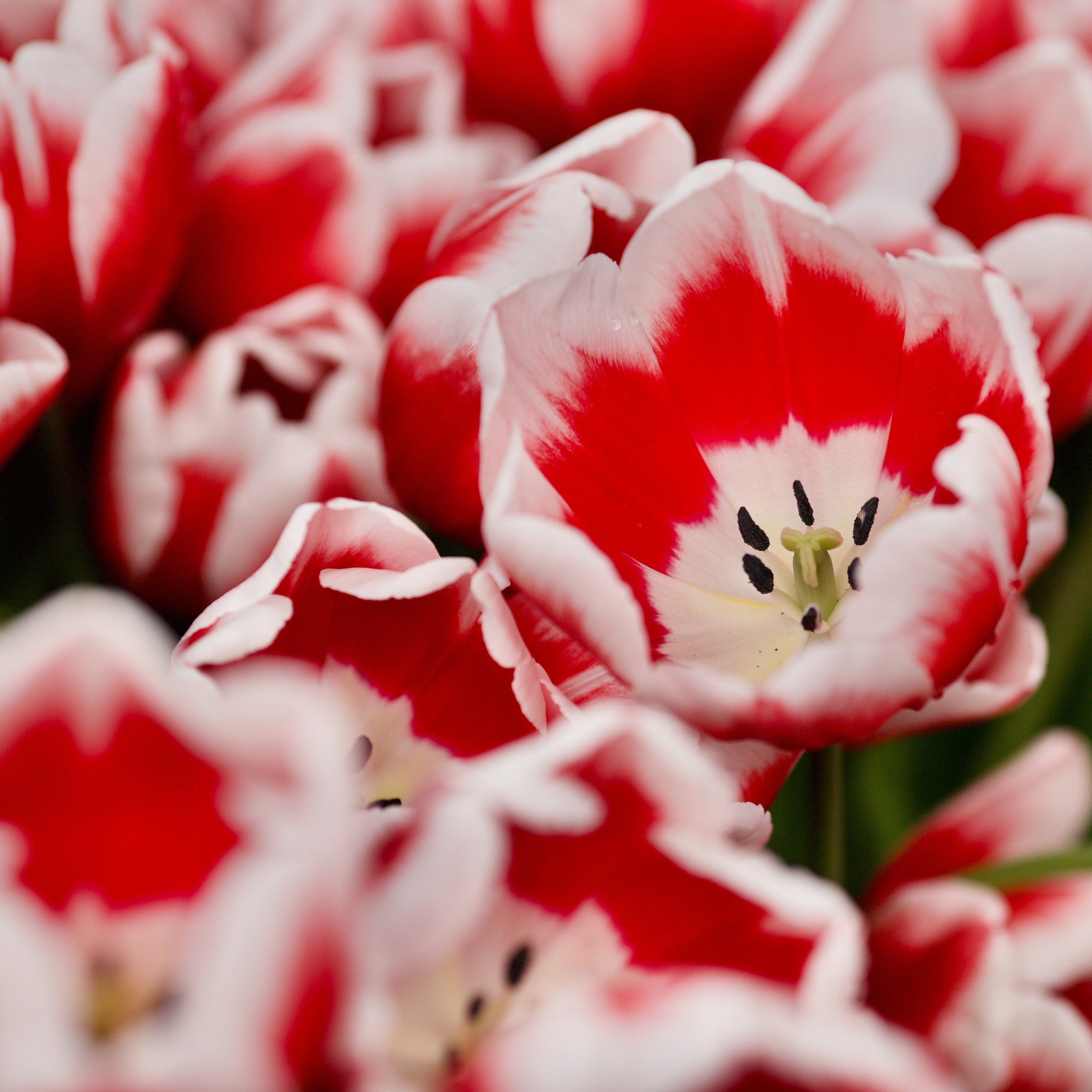 Чудесная природа. Школьные выпускные альбомы в Москве Марина Николаева