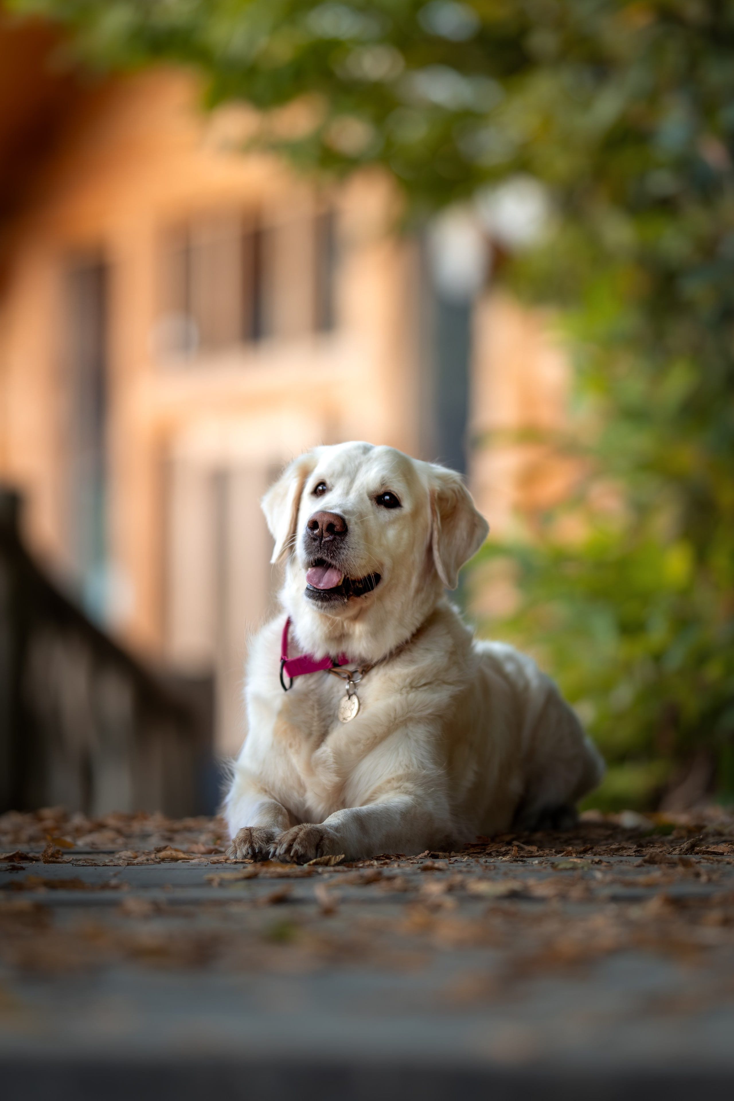Асти, Делфи и Фреска, Голден Ретриверы. Ирина Голомб|Фотограф-анималист в  Сочи и Калининграде