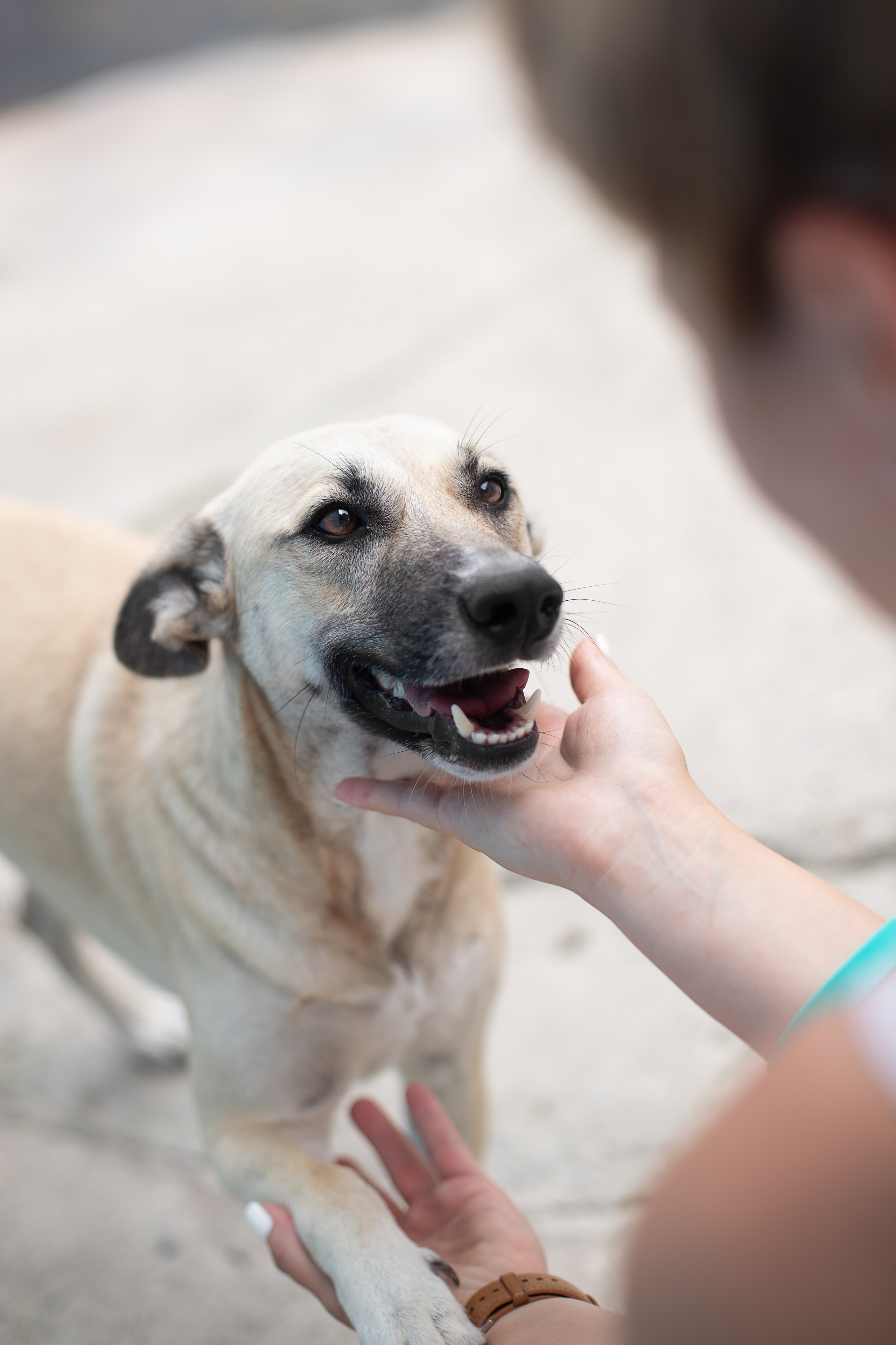 Мини-приют «Возрождение». Ирина Голомб|Фотограф-анималист в  Сочи и Калининграде