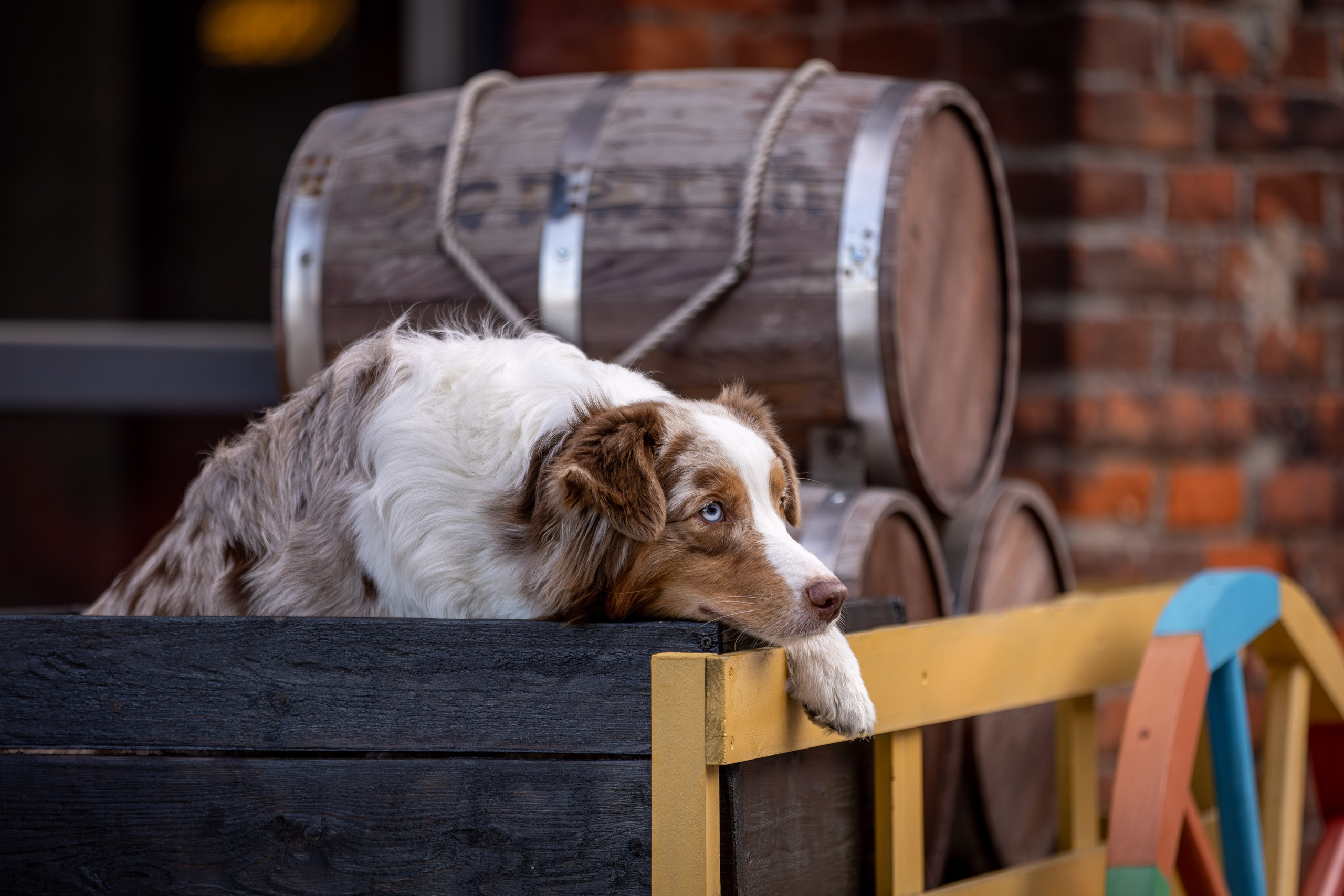 Полли, Австралийская Овчарка. Ирина Голомб|Фотограф-анималист в  Сочи и Калининграде