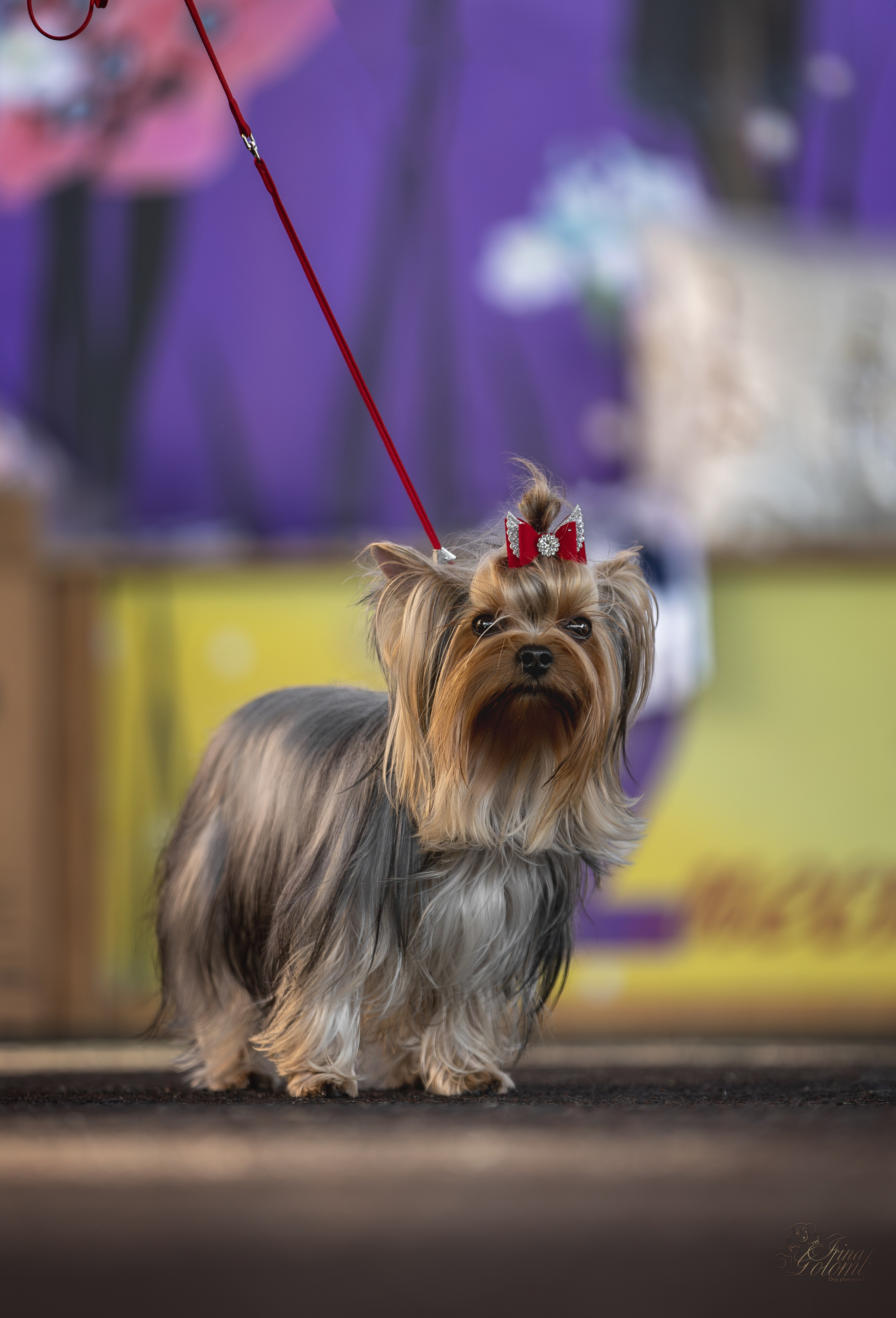 Выставка 25.02.2024. Ирина Голомб|Фотограф-анималист в  Сочи и Калининграде