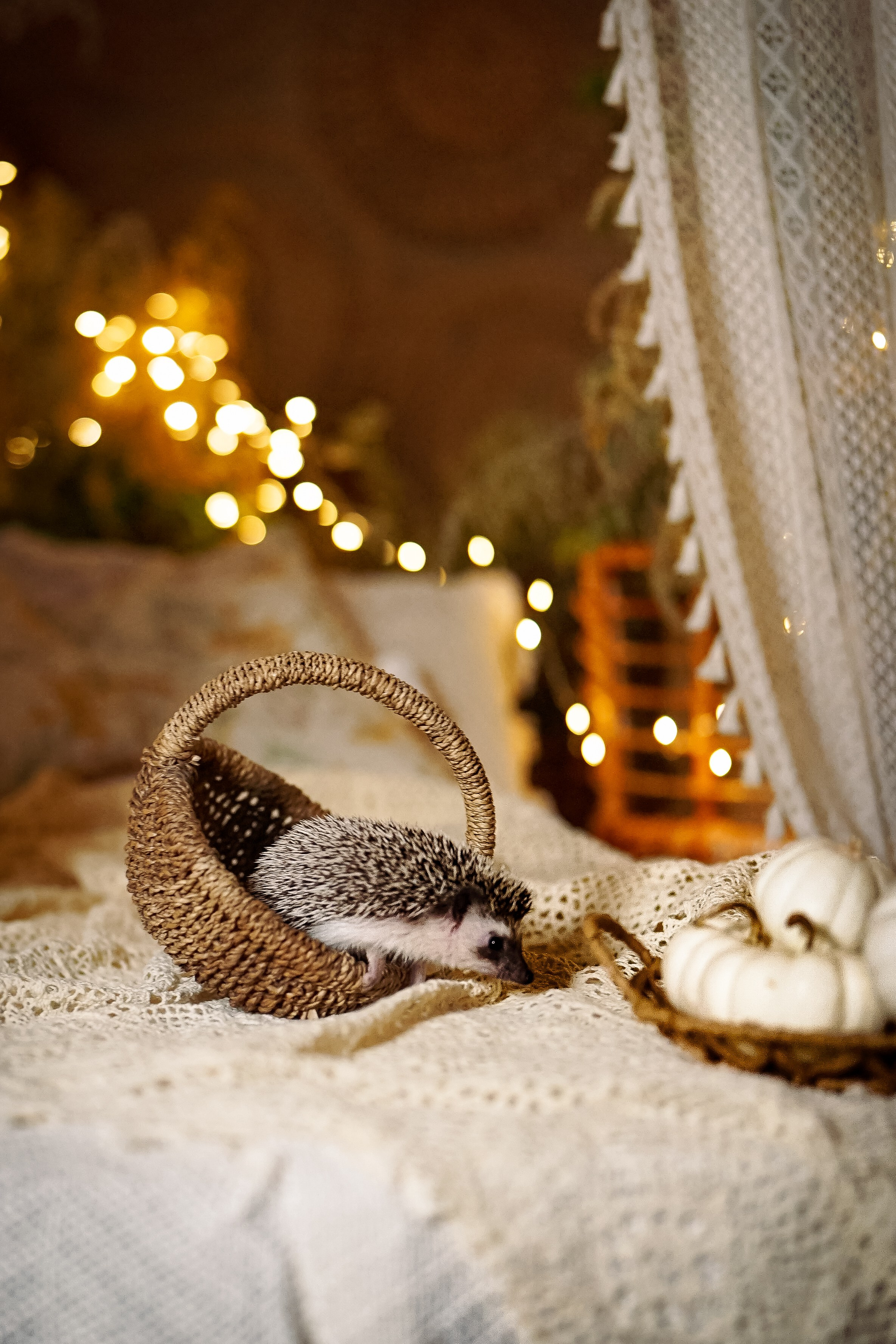 Теплые лапы осени. Ваш фотограф Tetiana Kolos, найду самый удачный ракурс и словлю момент