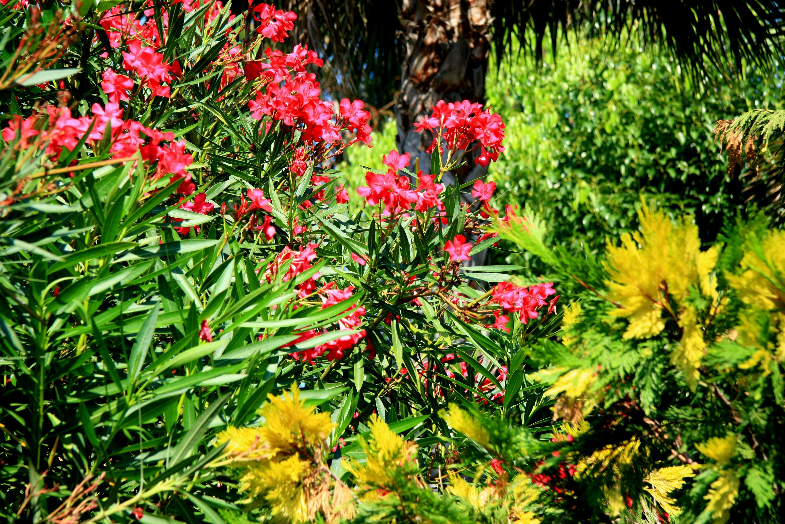 Первые кадры. Сочи — парк. Фотограф Роман Адлер