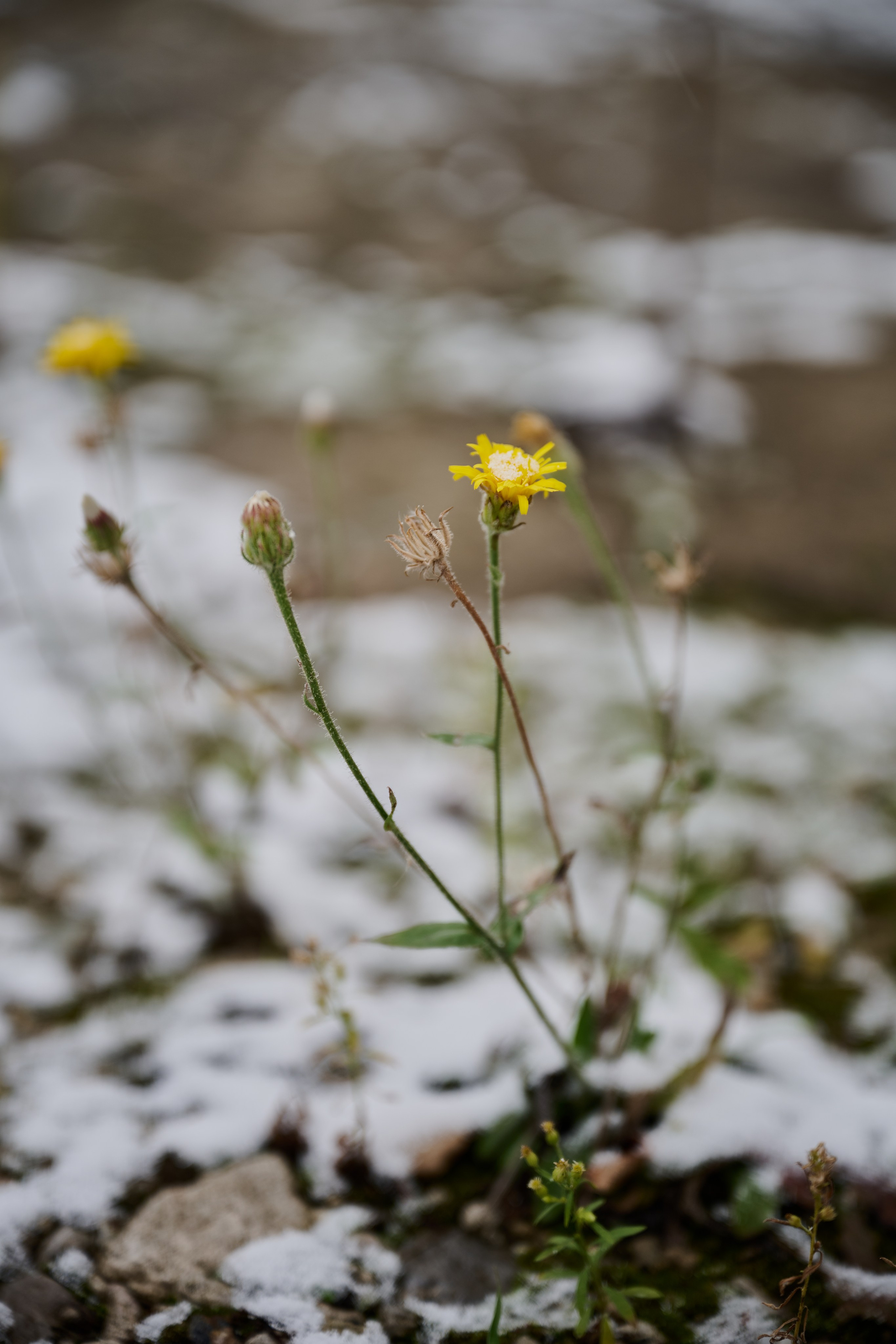 Северодонецк (Луганская область). Декабрь 2024. Фотограф Роман Адлер