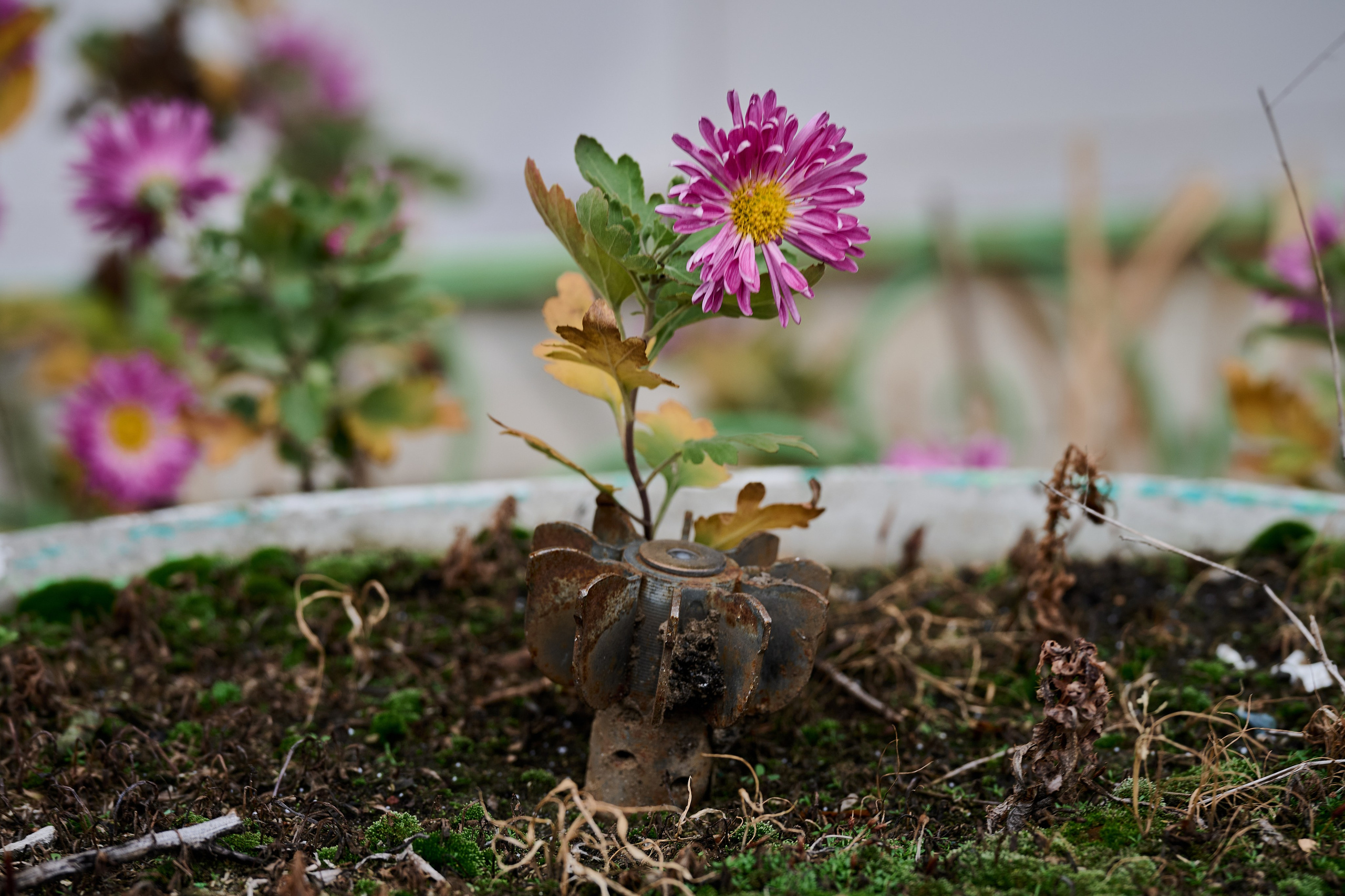 Рубежное. Ноябрь 2024. Фотограф Роман Адлер