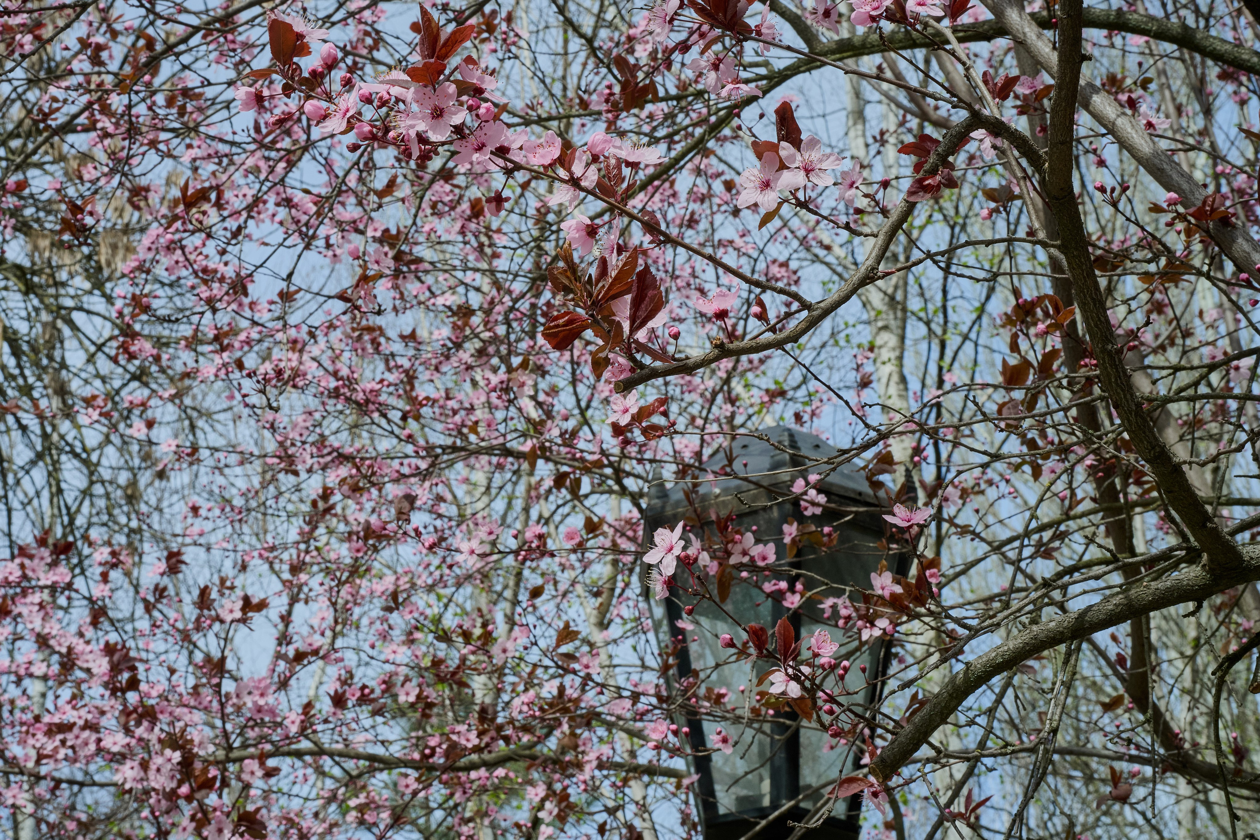 Мелитополь. Россия. Апрель 2024. Фотограф Роман Адлер