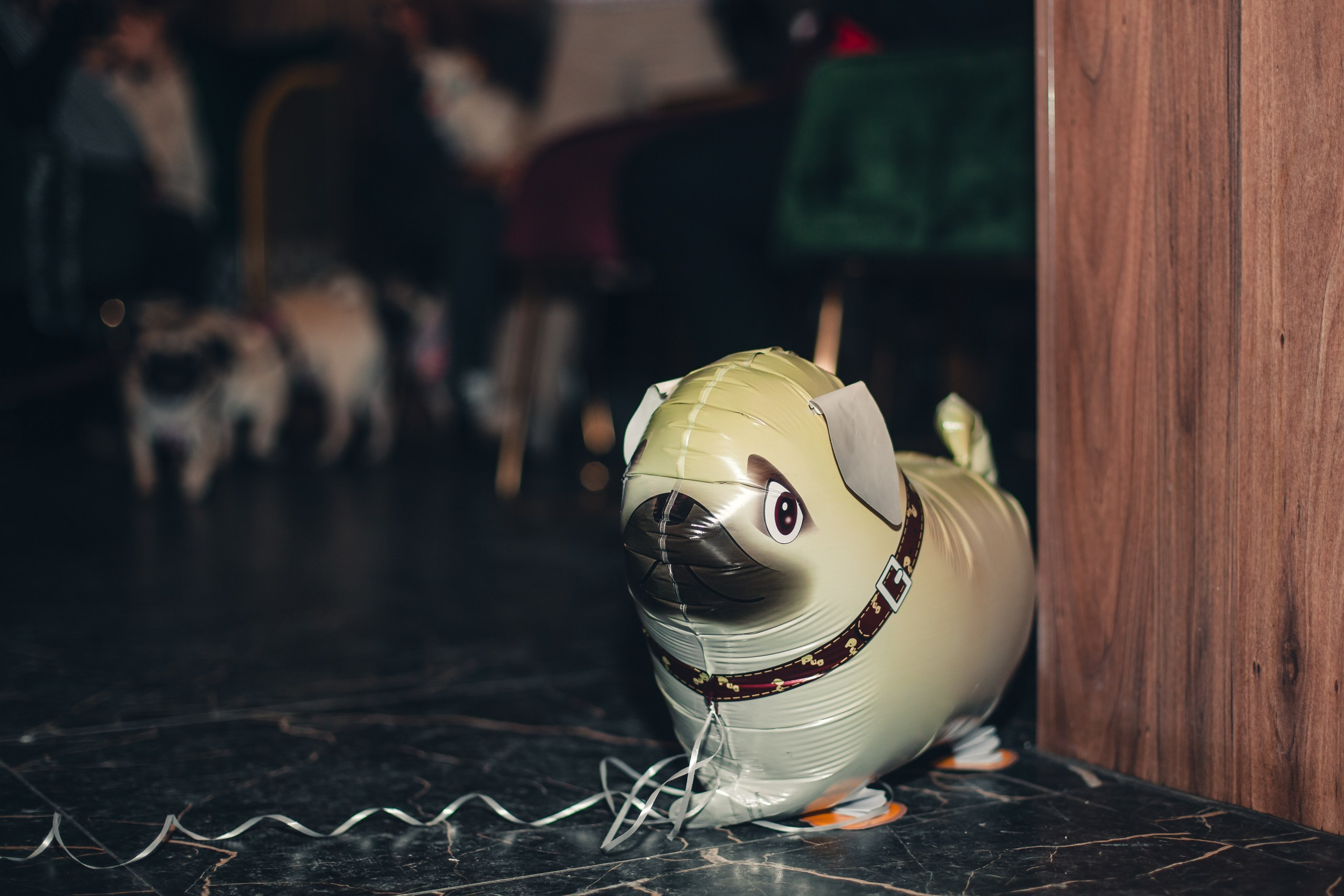 Мопсовстреча 02.12.2023. Фотограф-анималист Татьяна Степанова