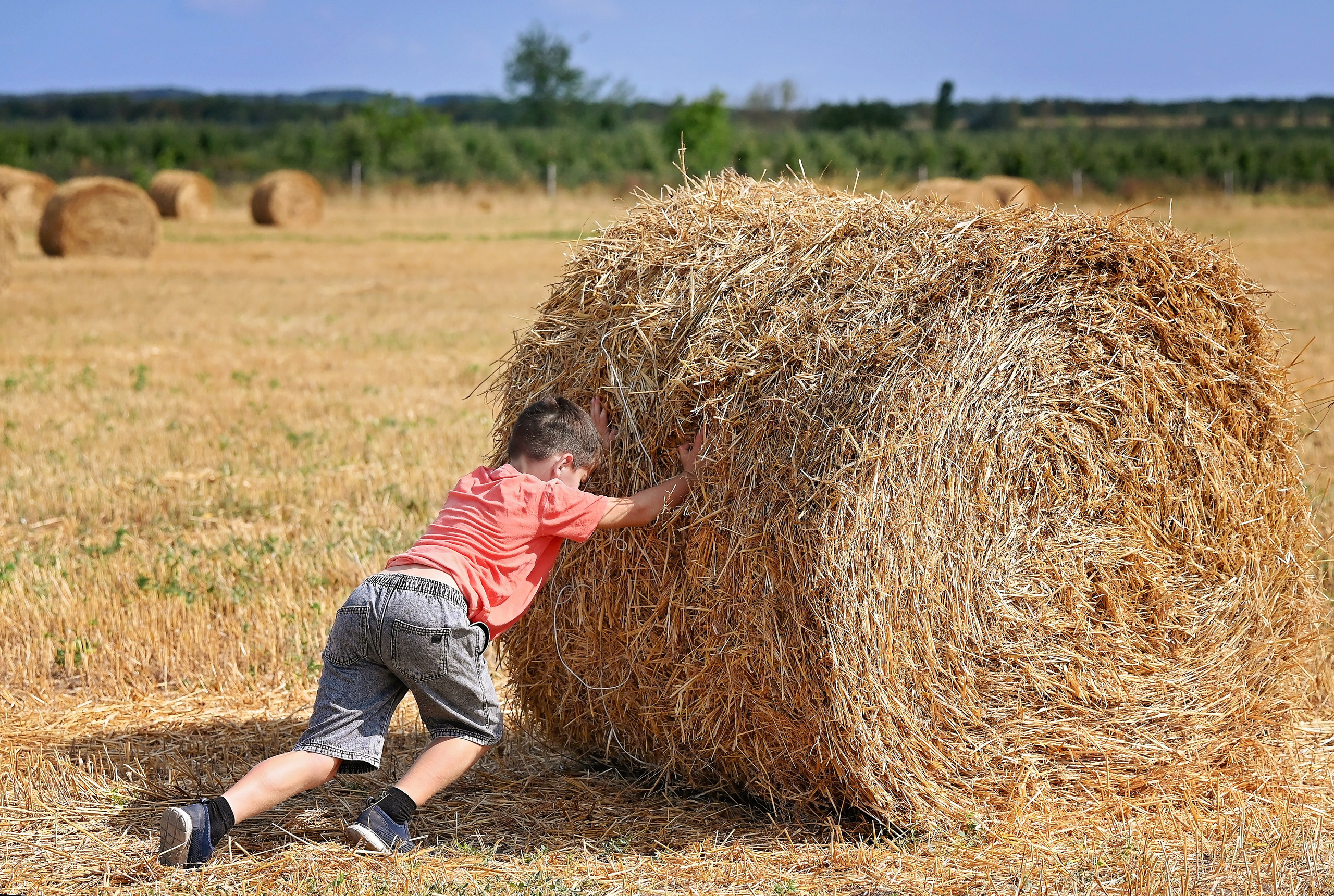 Сено. Главная