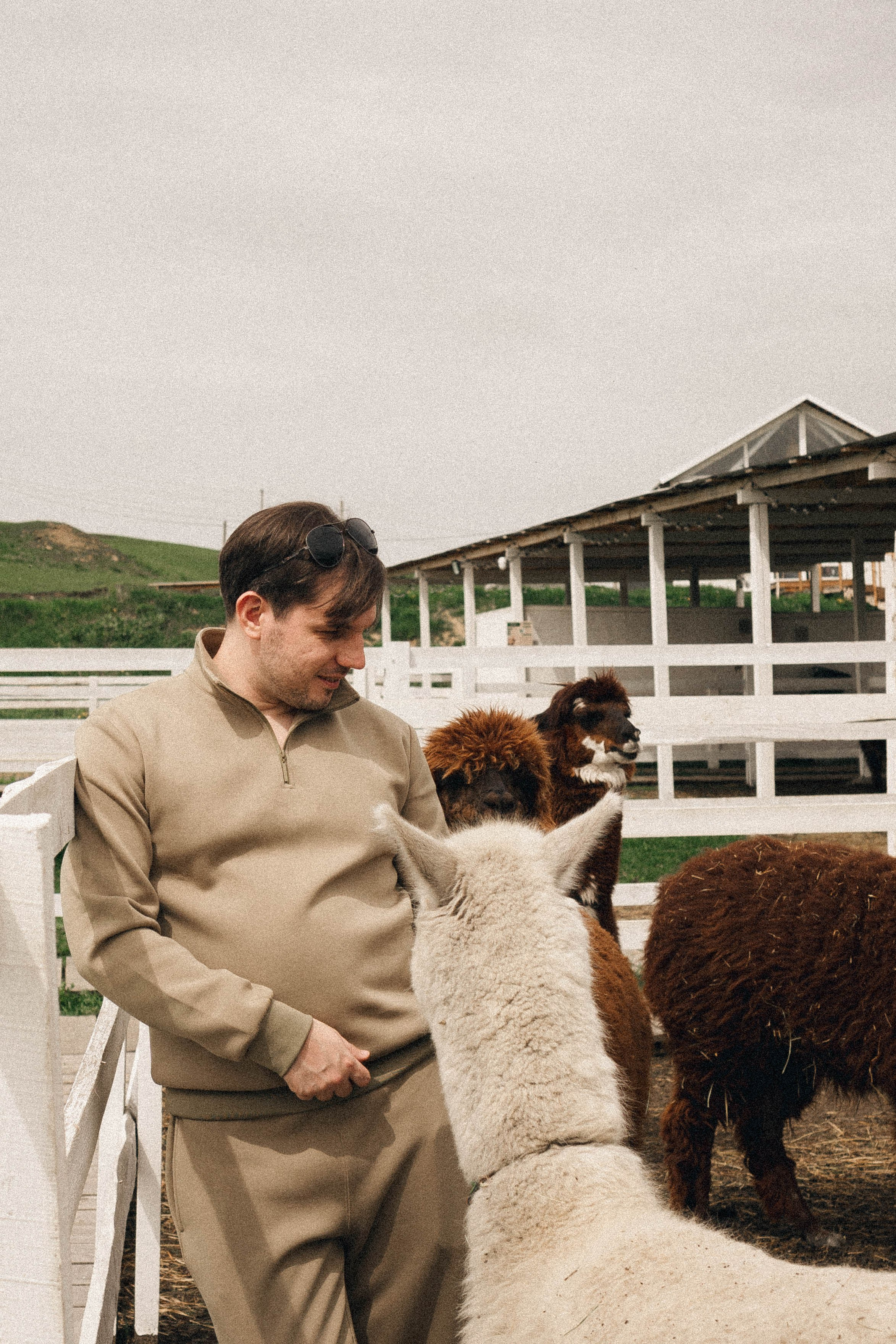 Ферма Альпак. Профессиональный фотограф, Санкт-Петербург — Виктория Богомолова