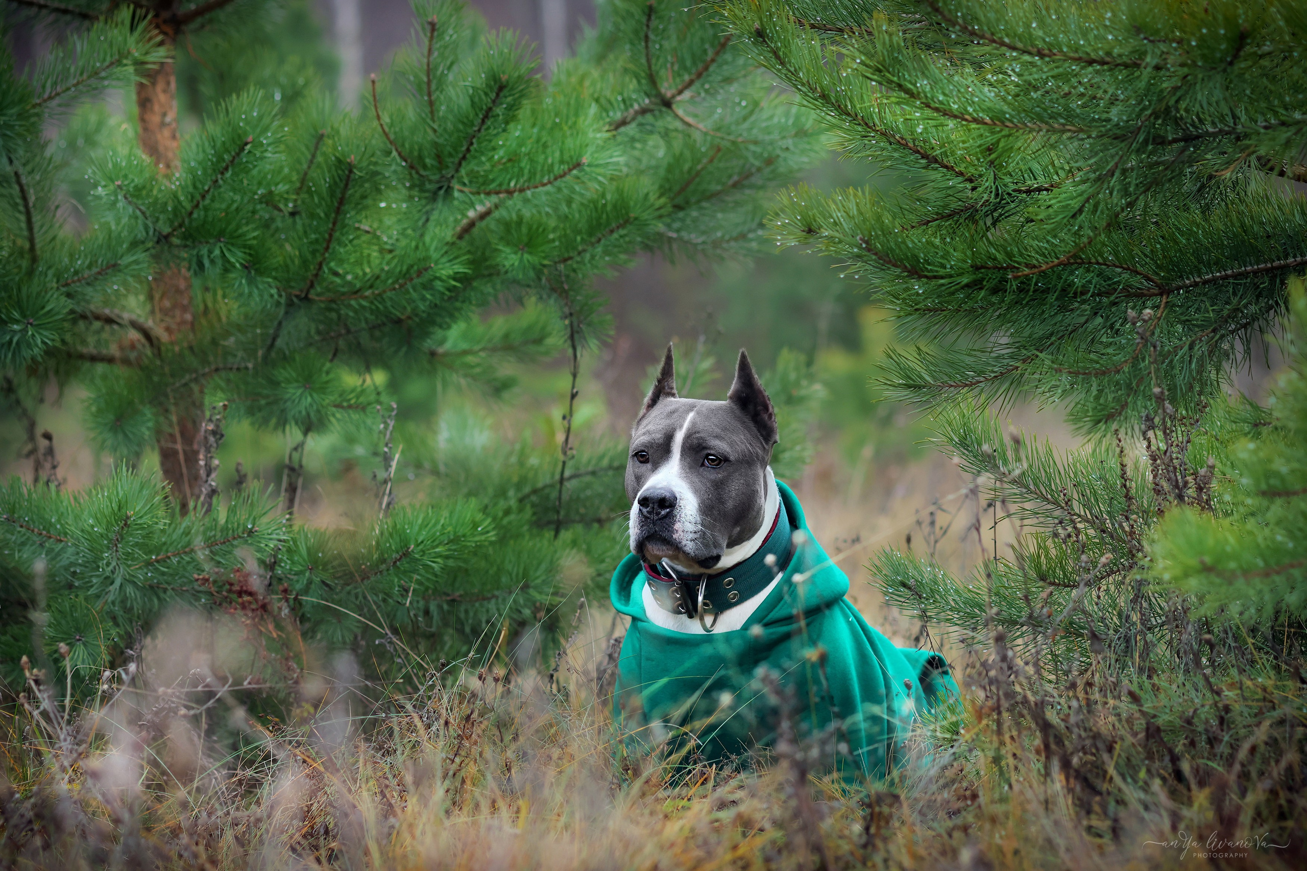 Деля. Фотограф анималист Аня Ливанова | Рыбинск