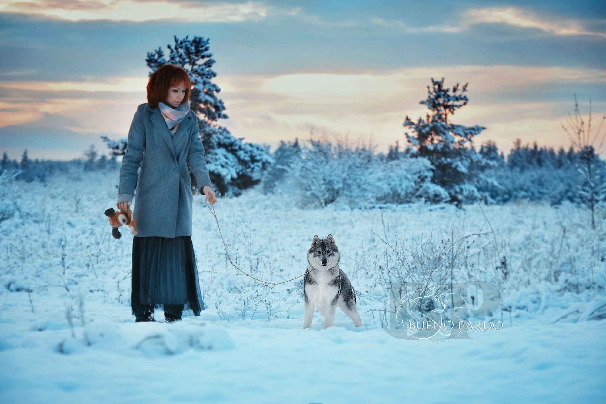 Щенки сибирского хаски из питомника. Питомник собак Акита, Хаски, Корги