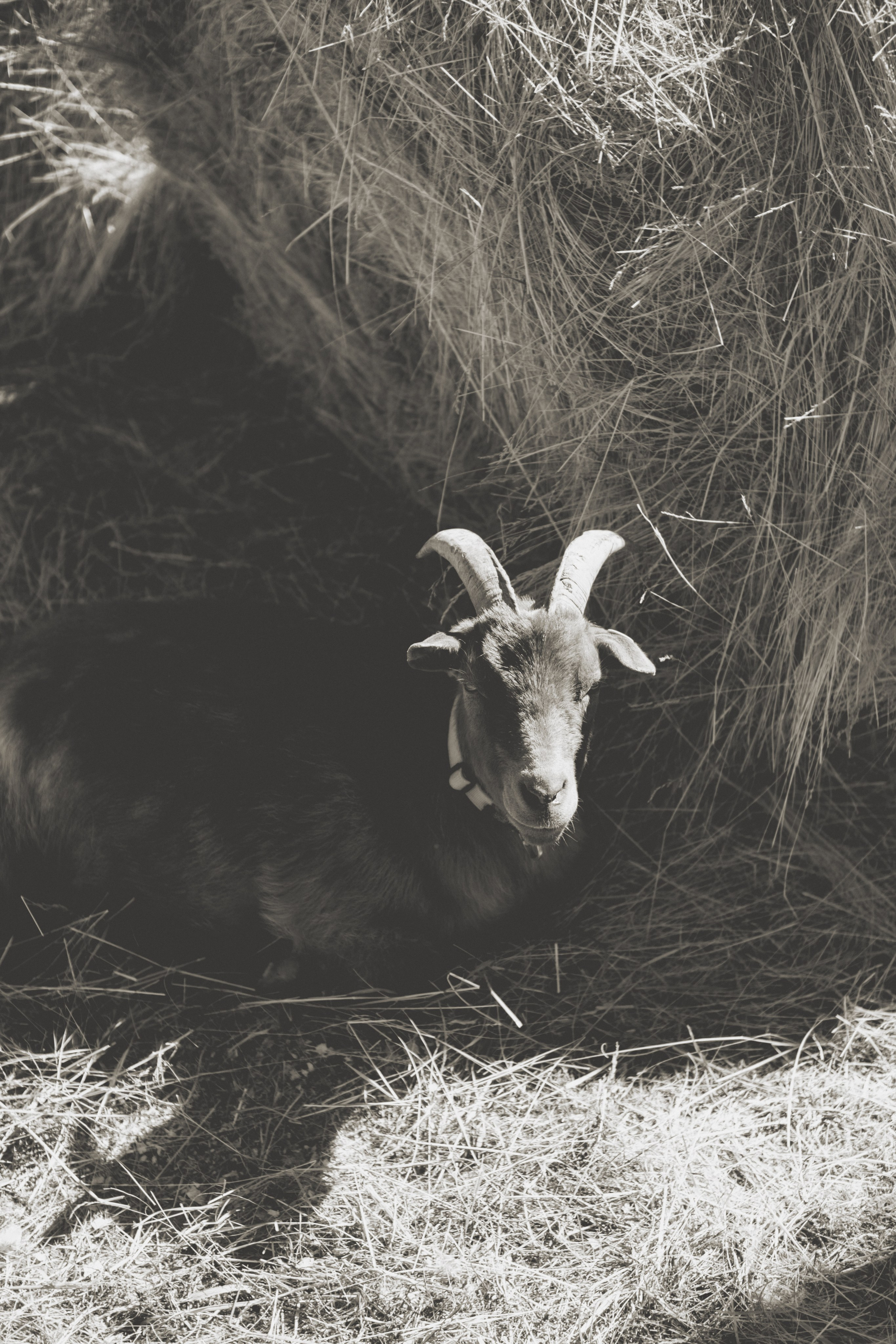 Наташа. Съёмка с лошадкой. Lickord