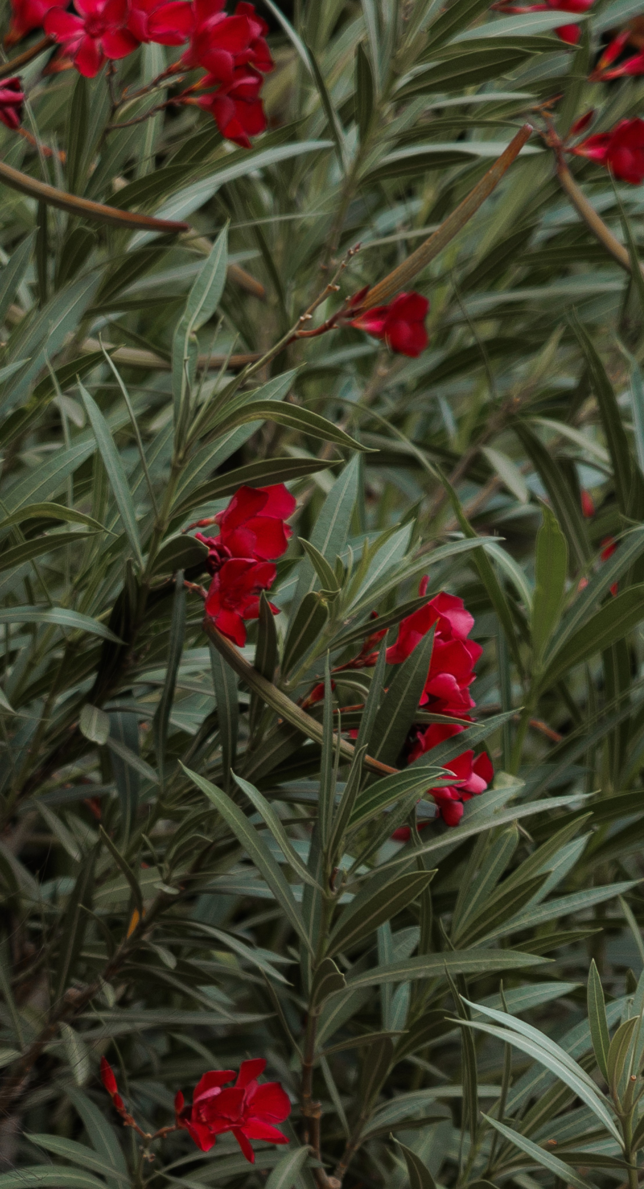 Эмма. Фотограф Эмма Хатламаджиян
