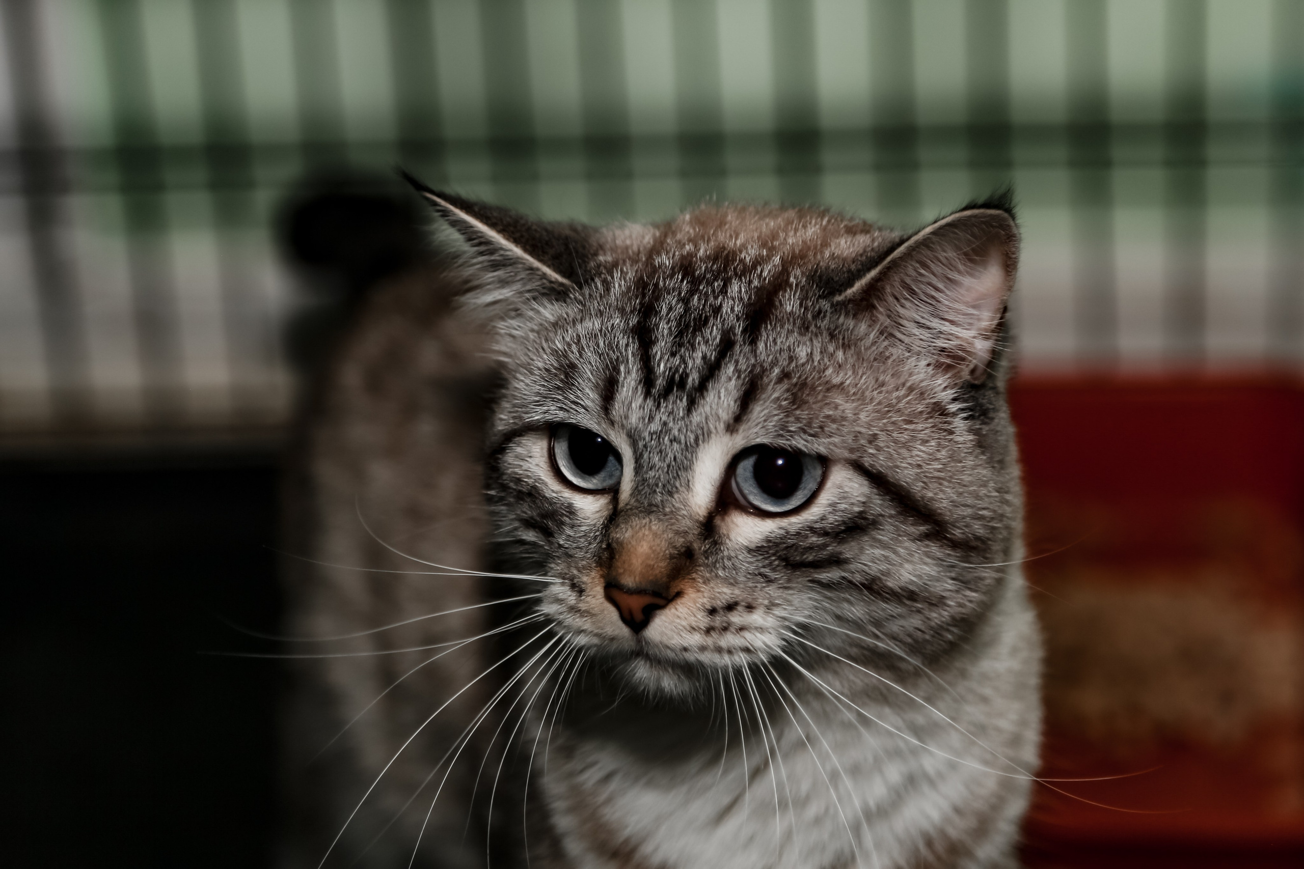 Приют Кошкин Дом Филимоша. Ваш фотограф в Оренбурге Рощупкина Екатерина