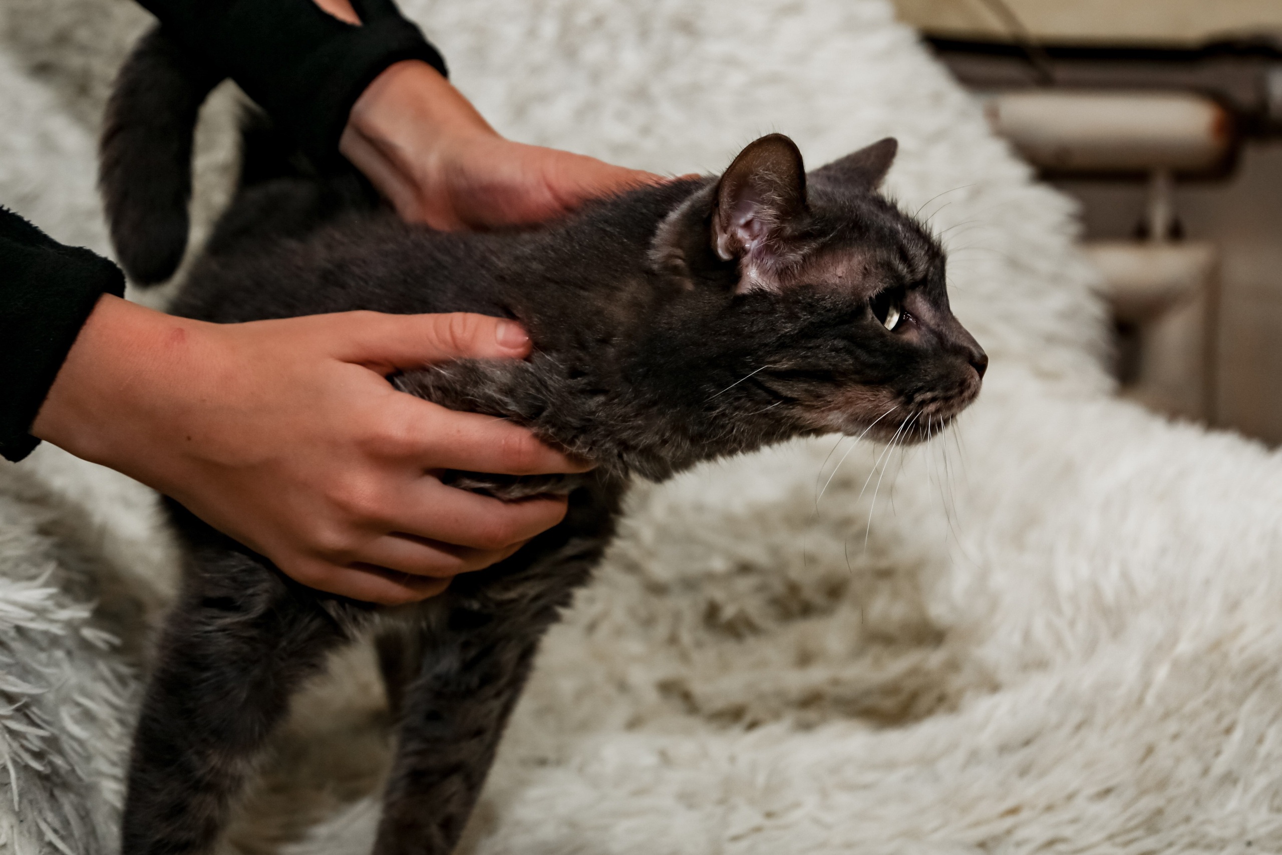 Приют Кошкин Дом Филимоша. Ваш фотограф в Оренбурге Рощупкина Екатерина