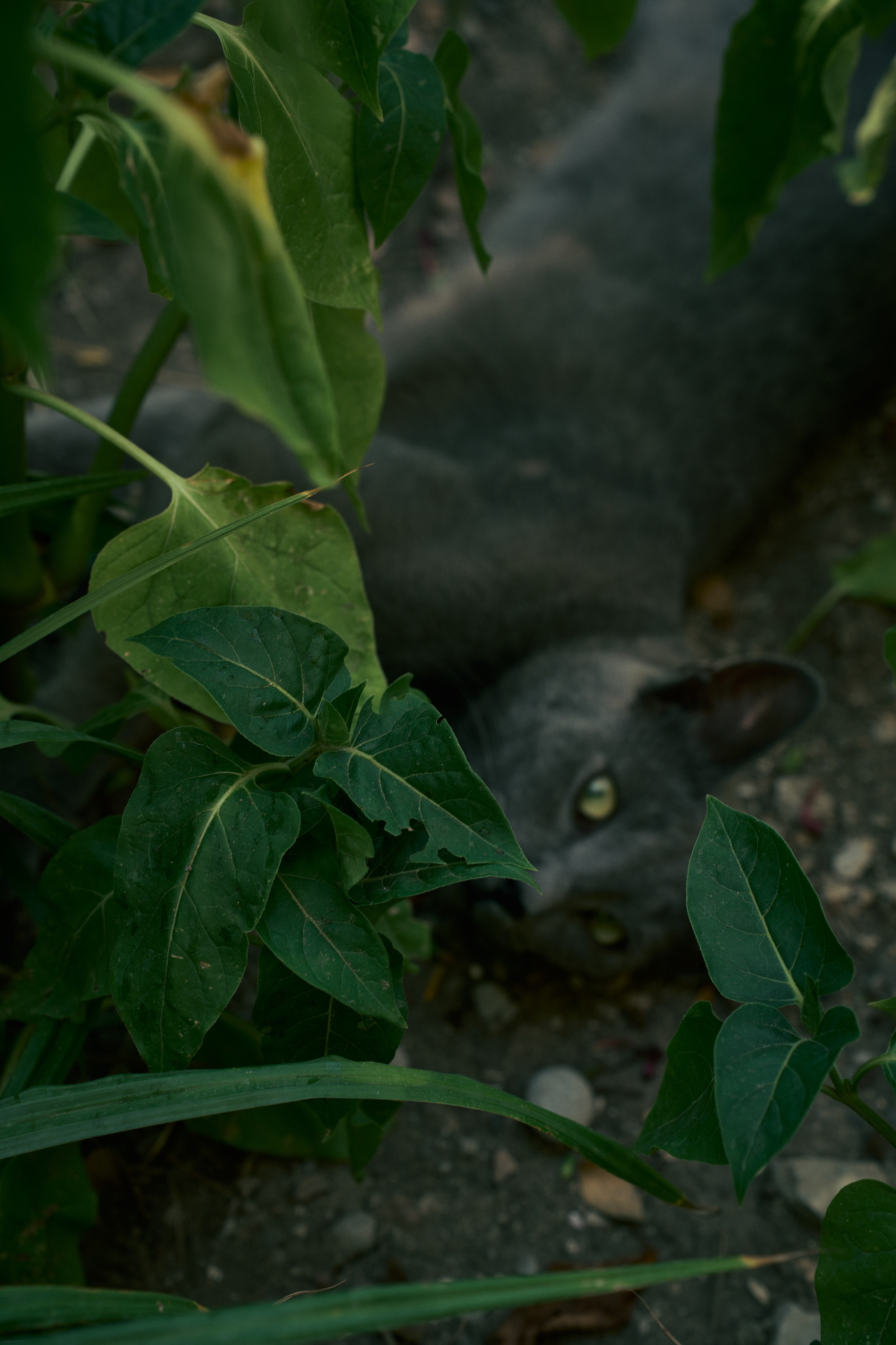 CRIMEA. ФОТОГРАФ ЕКАТЕРИНБУРГ