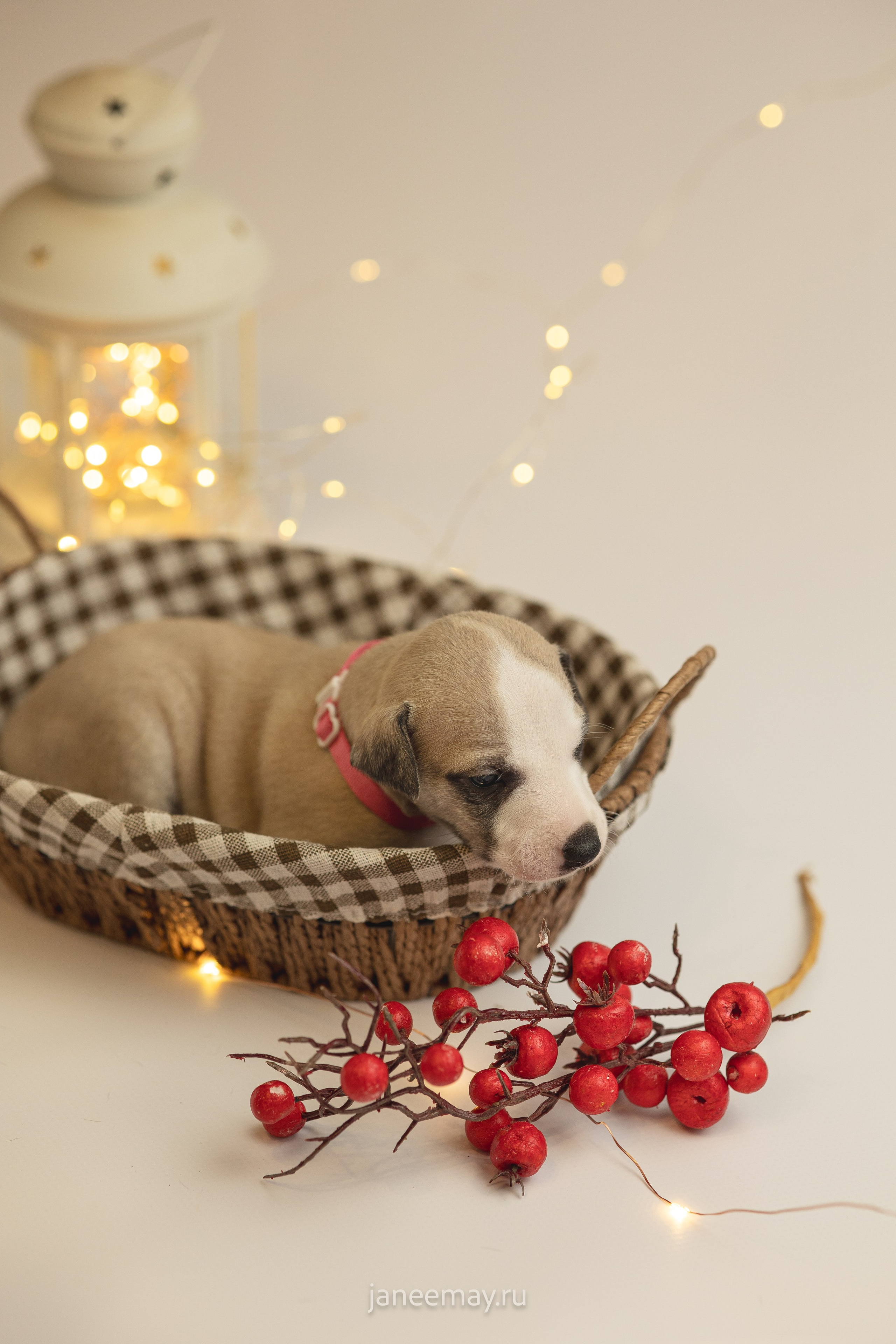 Малыши уиппеты Великбековых. Фотограф анималист в Москве Майорова Евгения