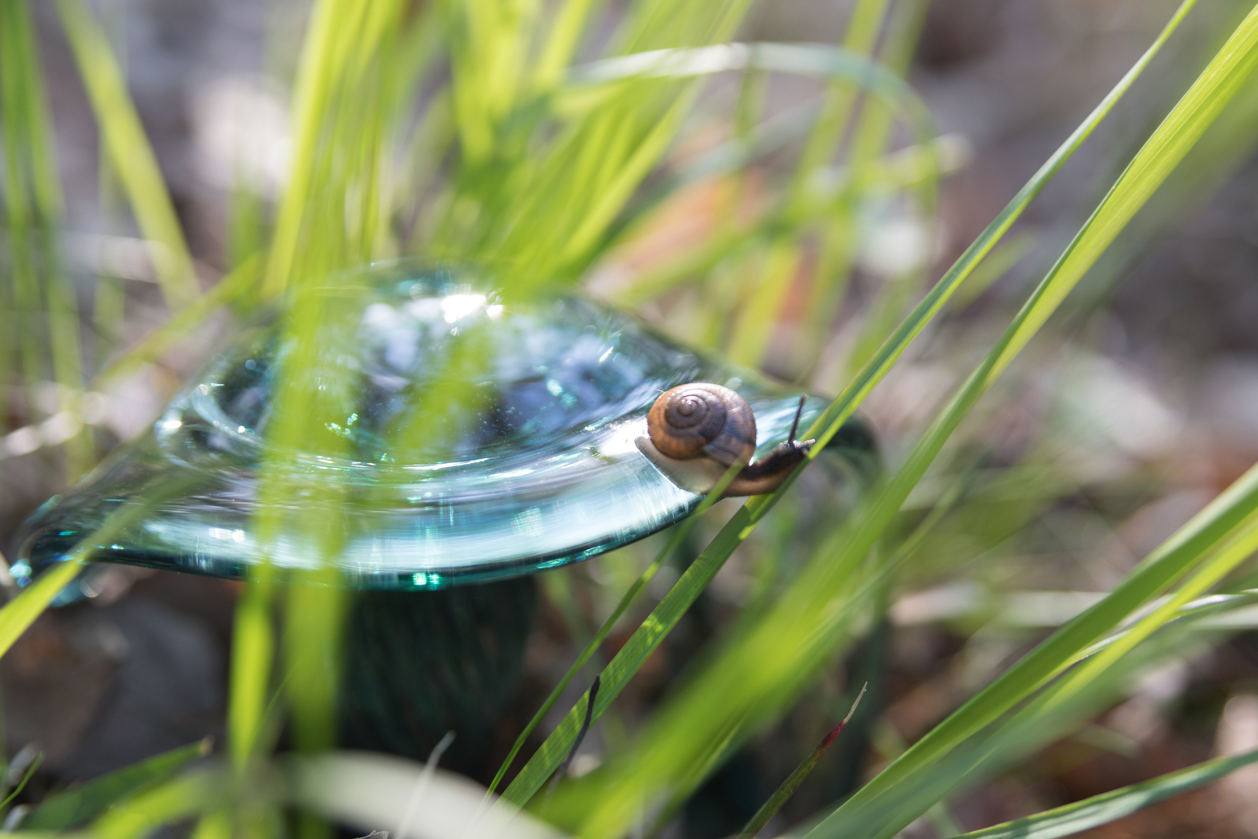 Стекло. Мария Пичугина — фотограф в Петергофе — Санкт-Петербурге