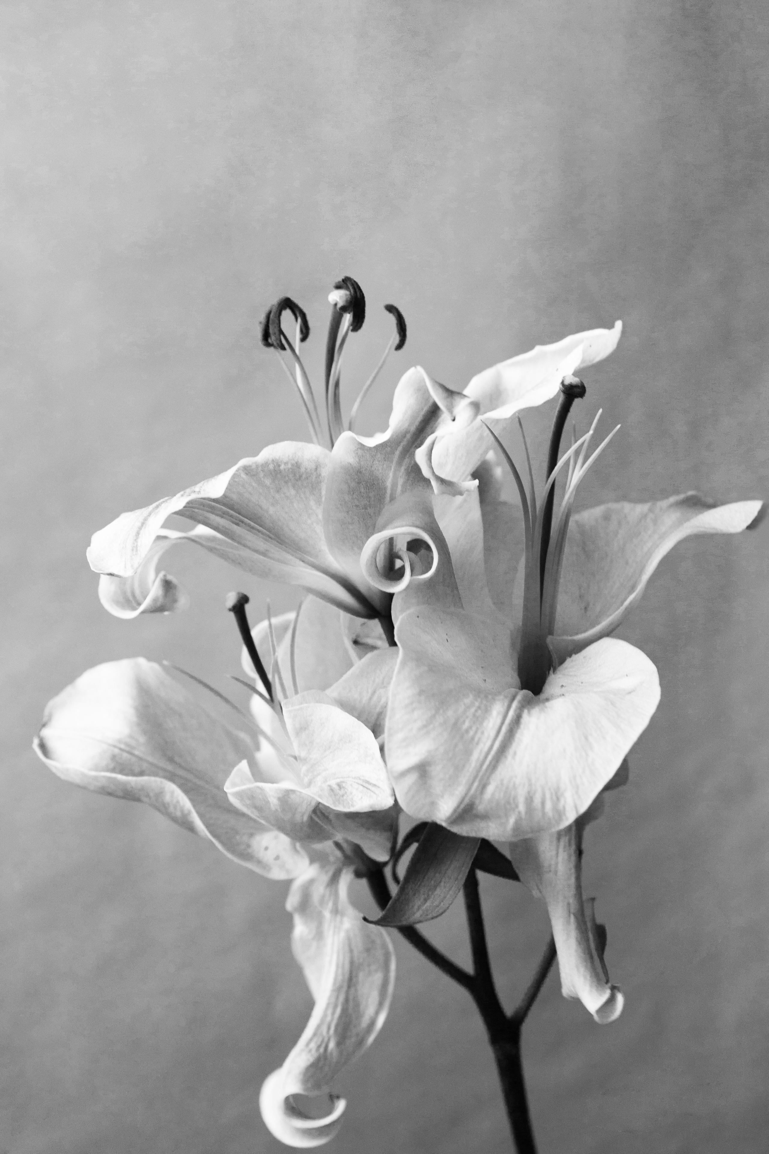 Цветы. Мария Пичугина — фотограф в Петергофе — Санкт-Петербурге