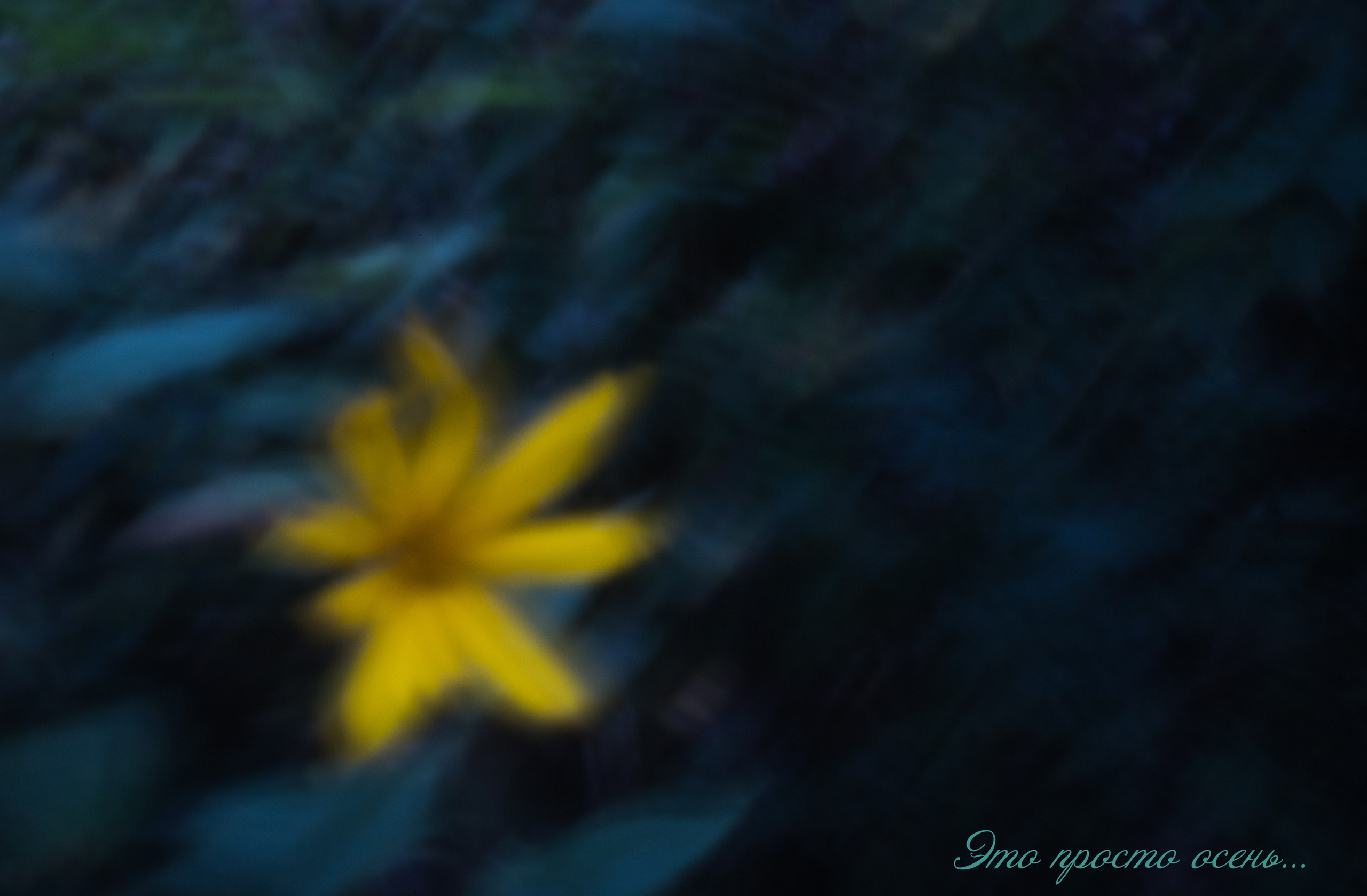 Цветы. Мария Пичугина — фотограф в Петергофе — Санкт-Петербурге