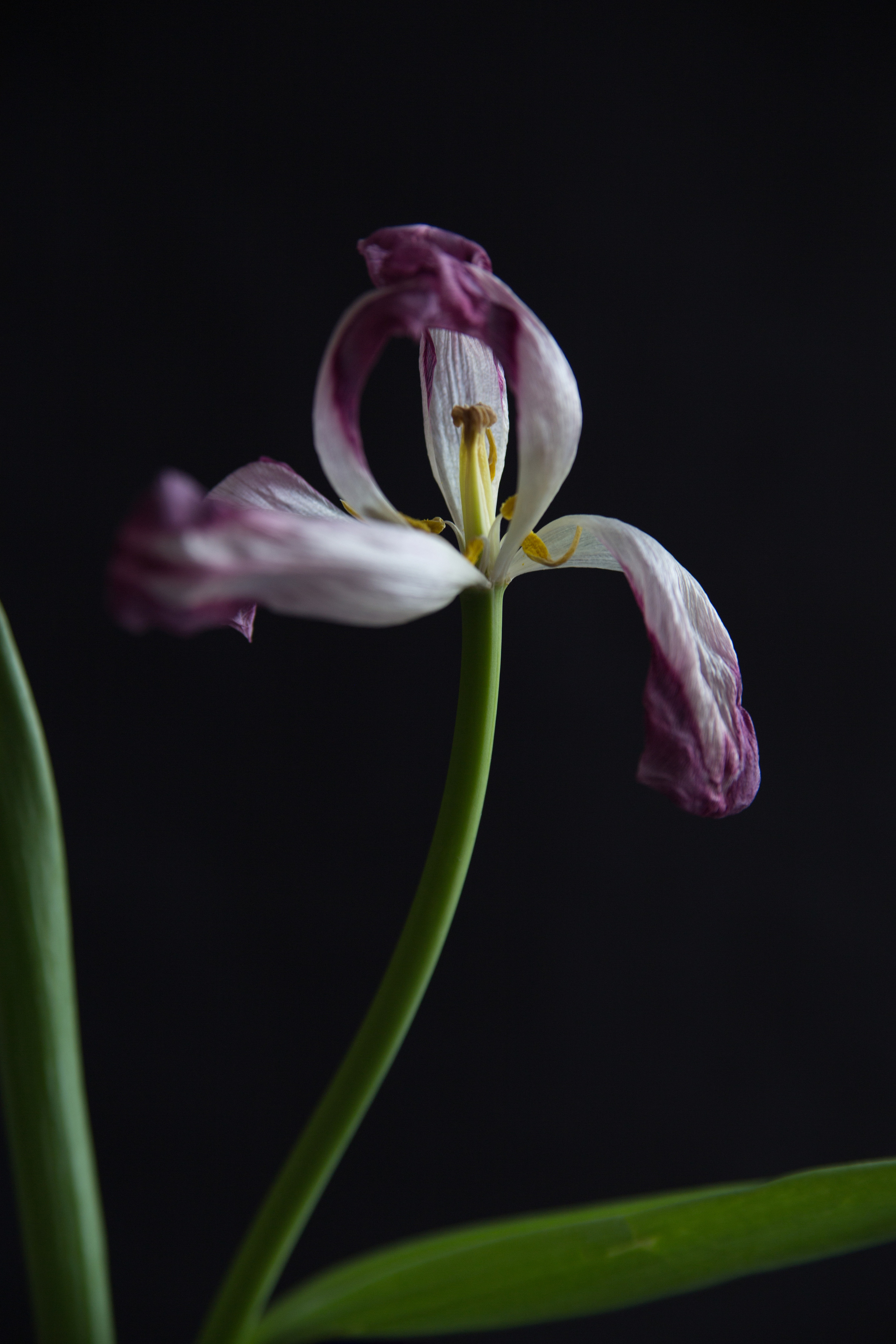 Цветы. Мария Пичугина — фотограф в Петергофе — Санкт-Петербурге
