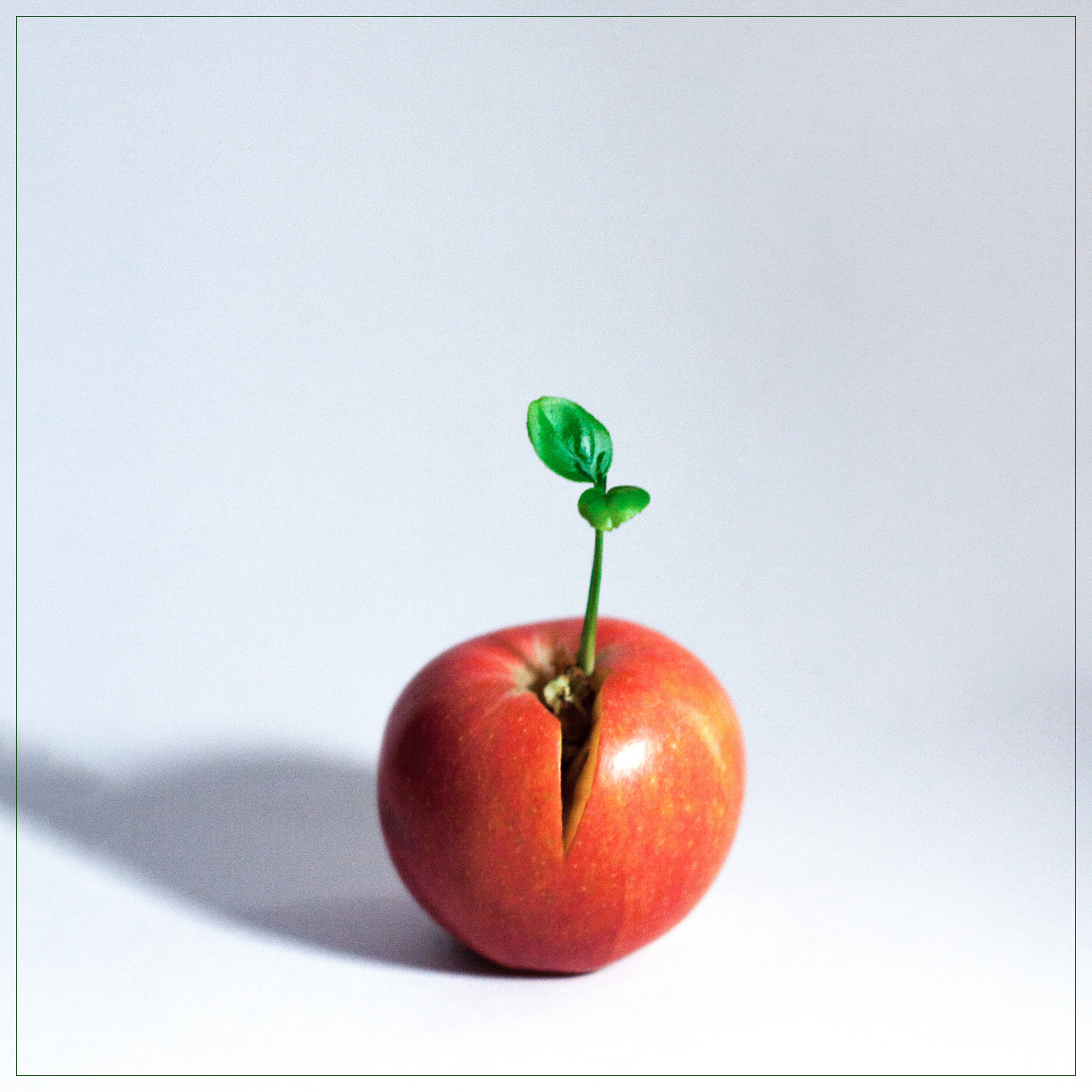 Яблоки. Мария Пичугина — фотограф в Петергофе — Санкт-Петербурге