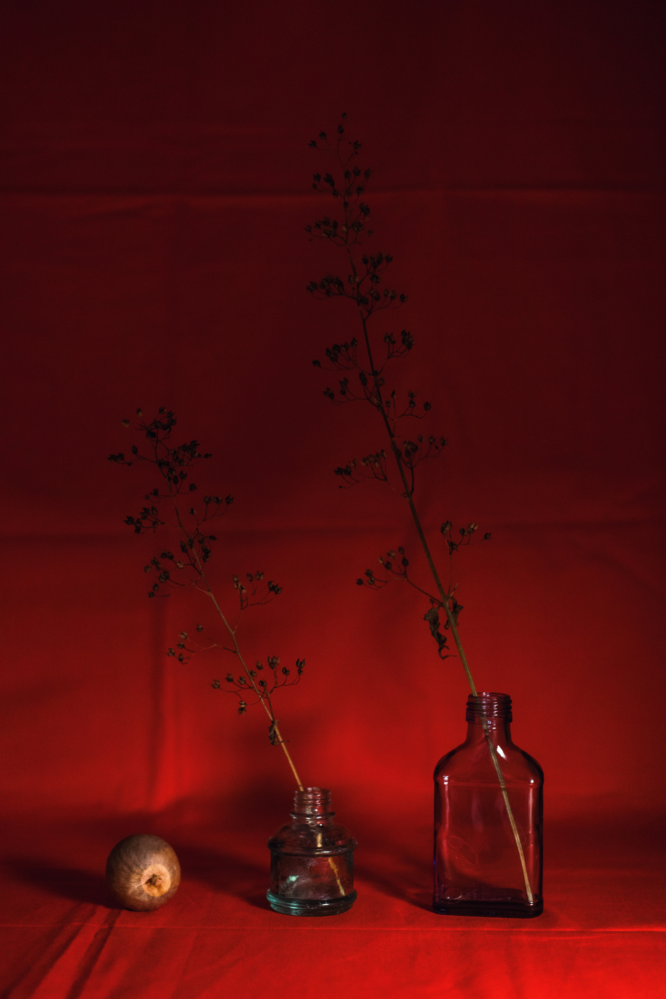 Цветы. Мария Пичугина — фотограф в Петергофе — Санкт-Петербурге