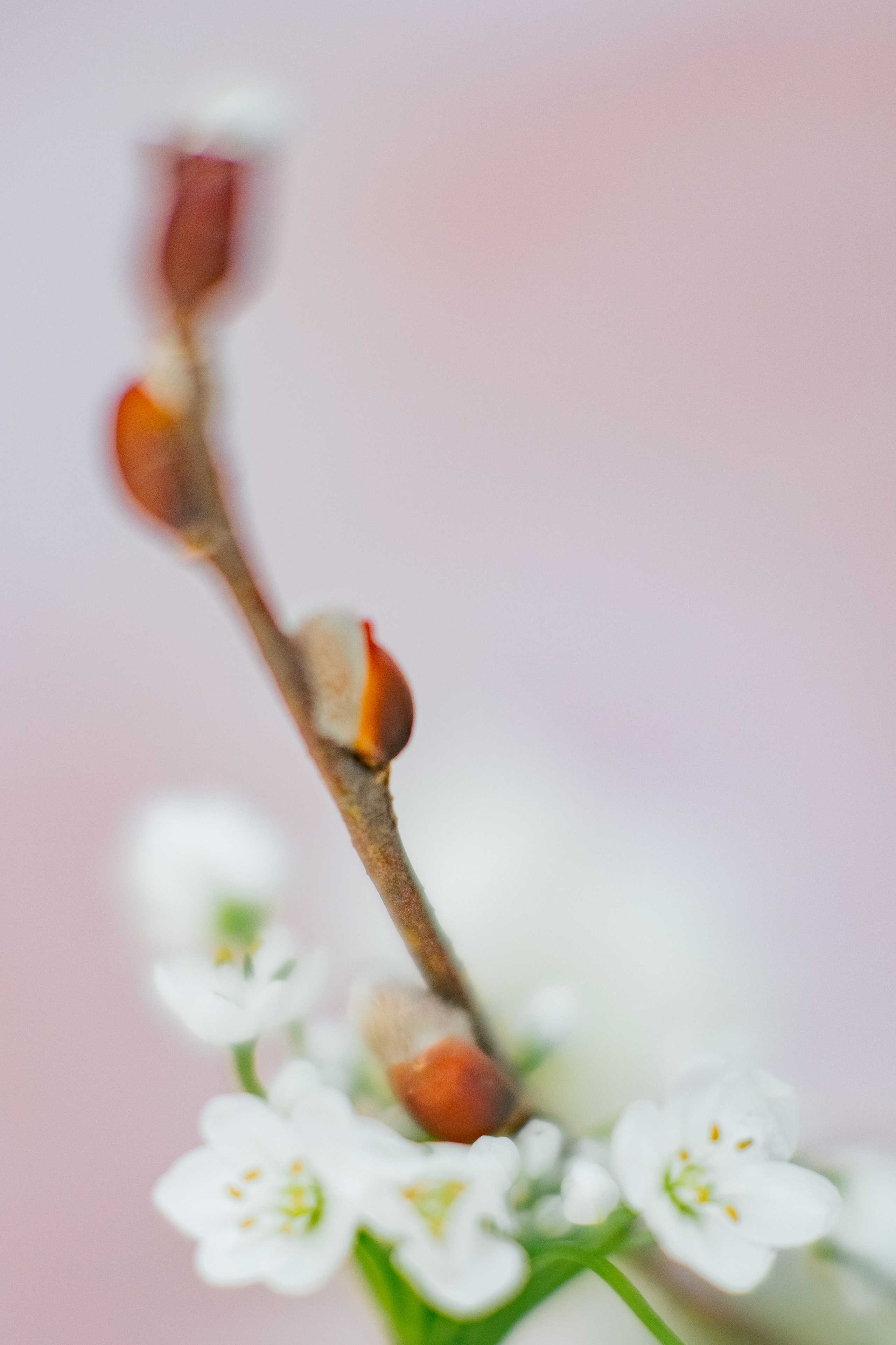 Айк и Юлия. Свадебный Видеограф Фотограф в Сочи