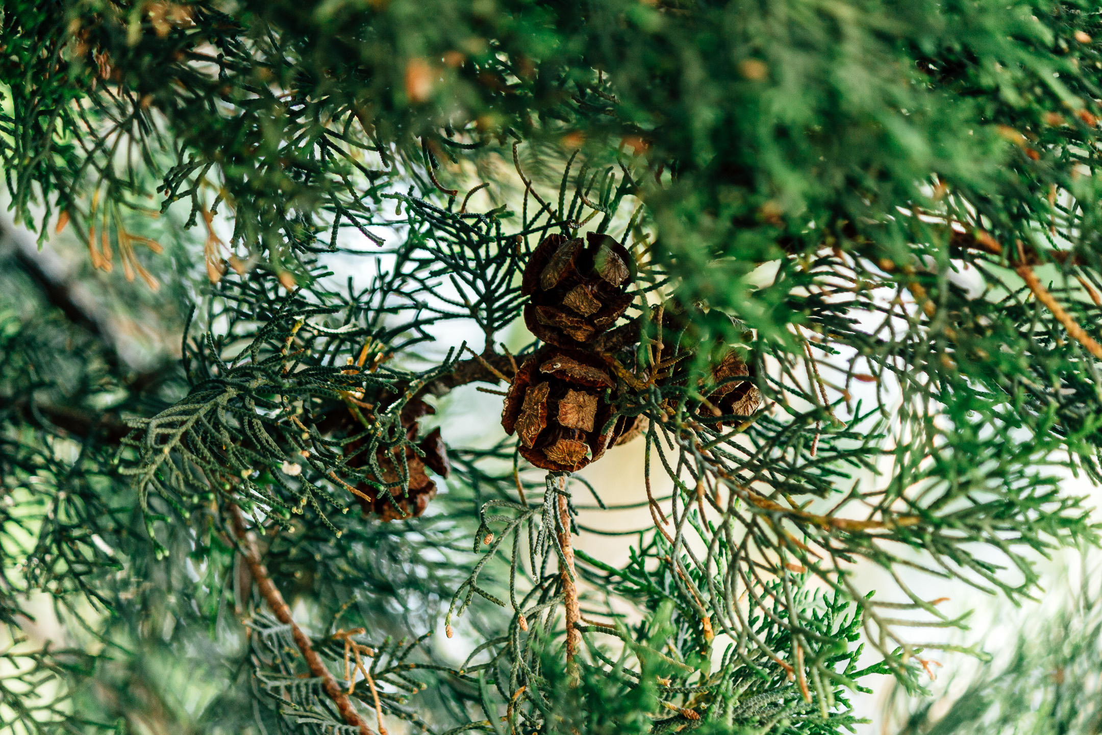 КРИТ • 2019. Творческая Мастерская Павла МАРЕЕВА