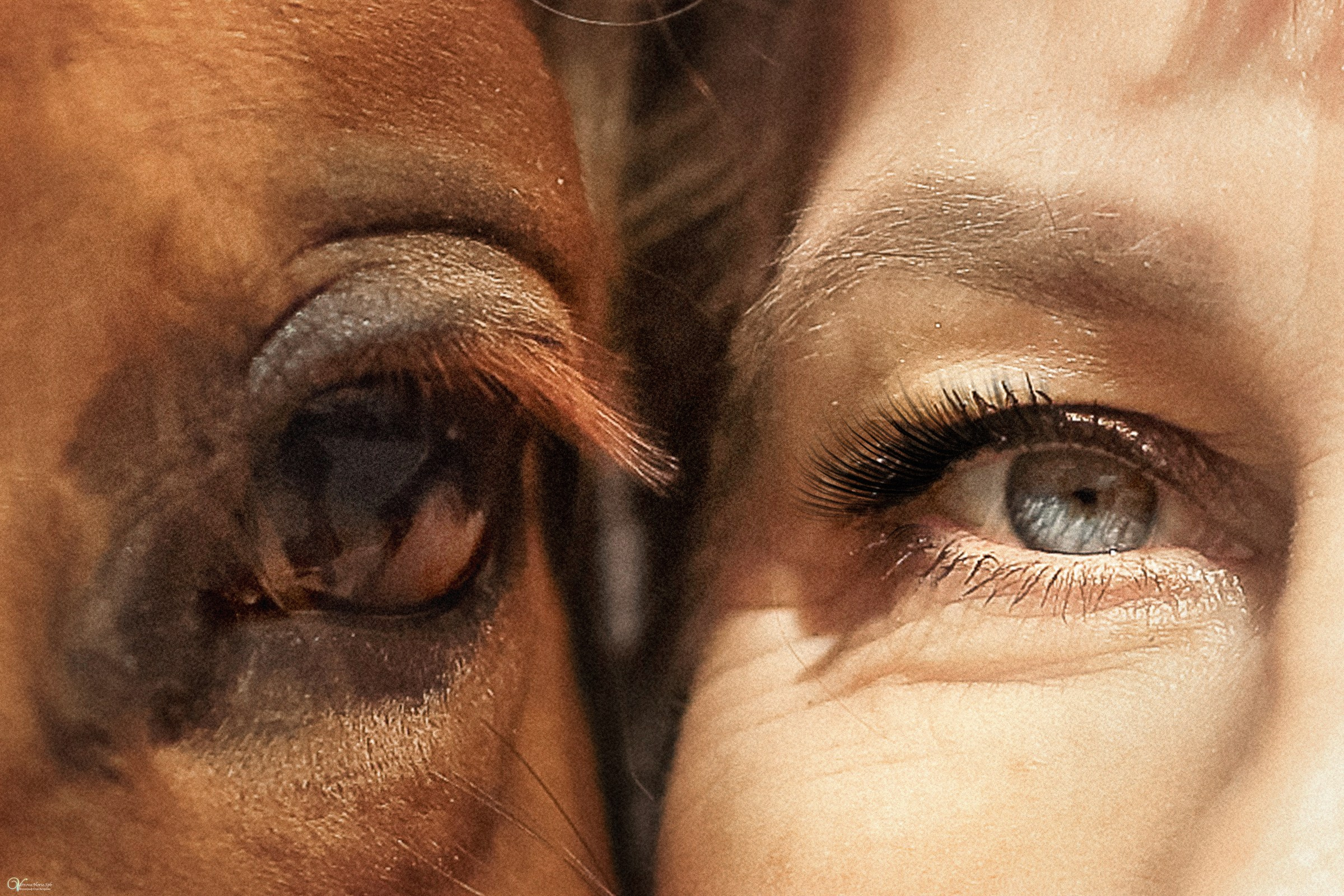 Фотосессии с лошадьми летом. Фотограф женский и мужской портрет Санкт-Петербург