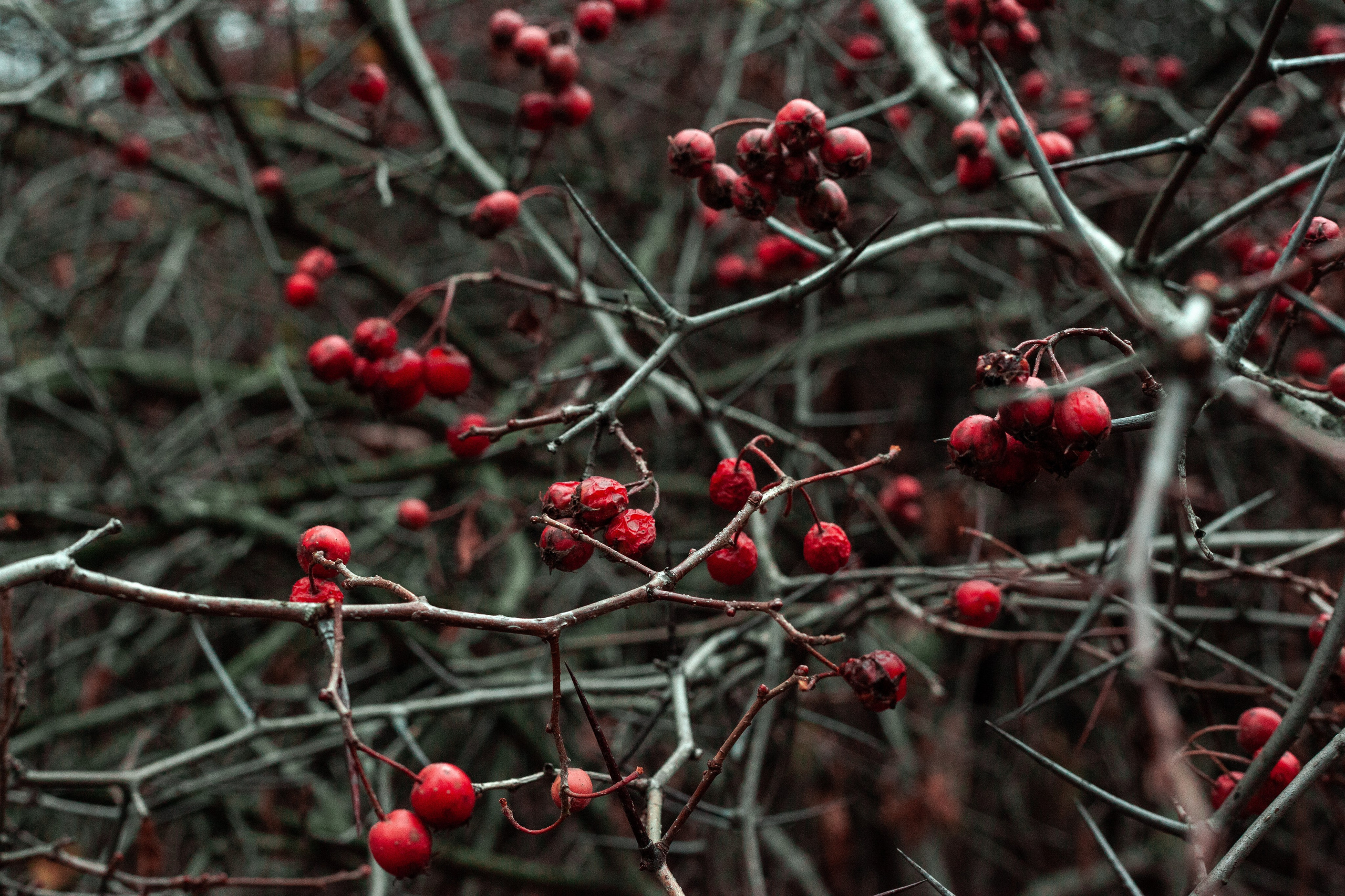 Цветы, колосья и все, что растет. Фотограф Старый Оскол Мавлыга Мария