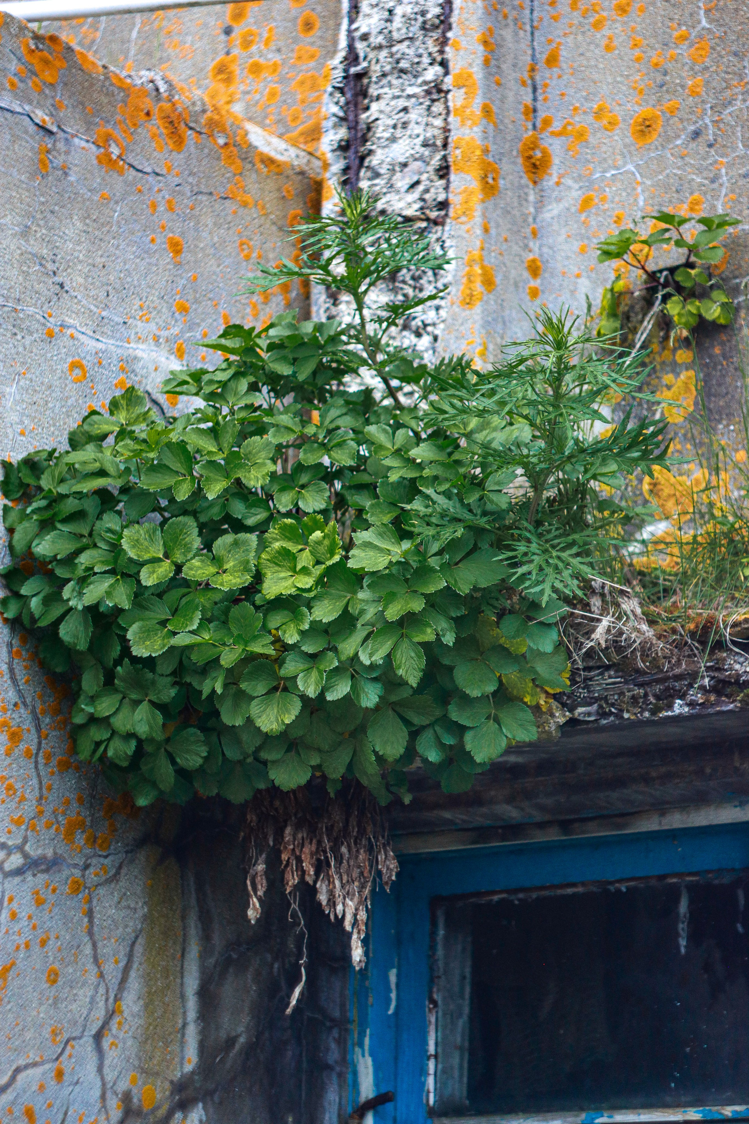 Маяк Тонин на мысе Свободном. Карафуто. Фотограф в Южно-Сахалинске Гусаков Евгений