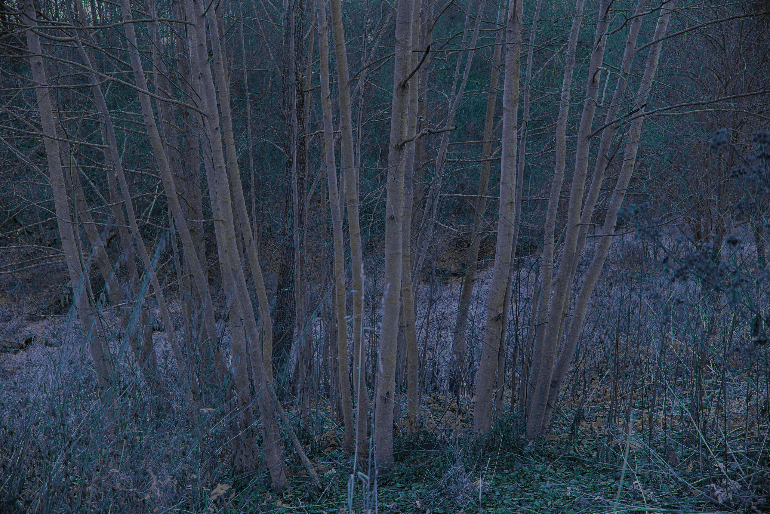 Talking to the forest (in progress). MAIN