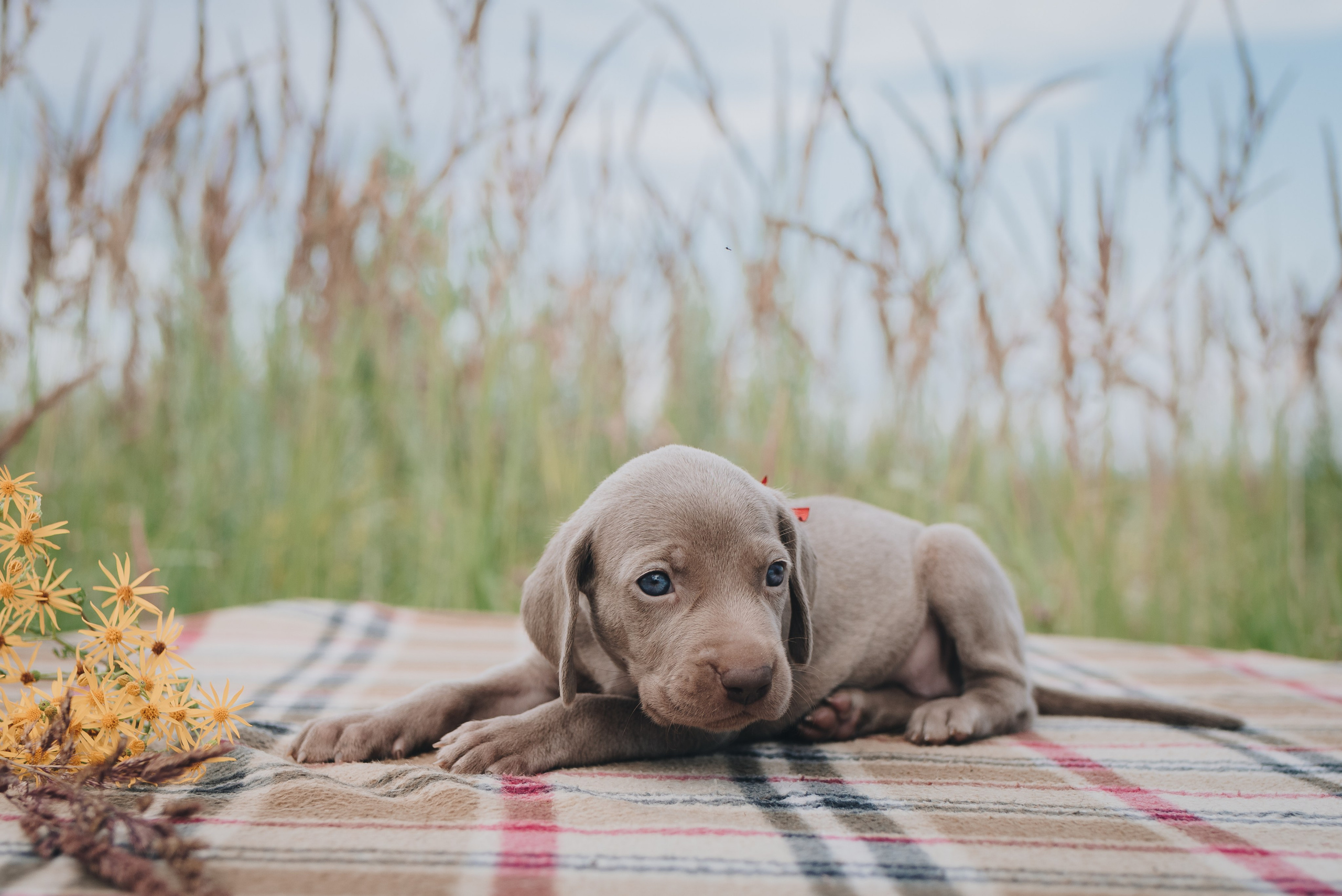 Weimaraner. Natalia Finch Photography — Family, Kids & Pet Photographer in Chicago, IL