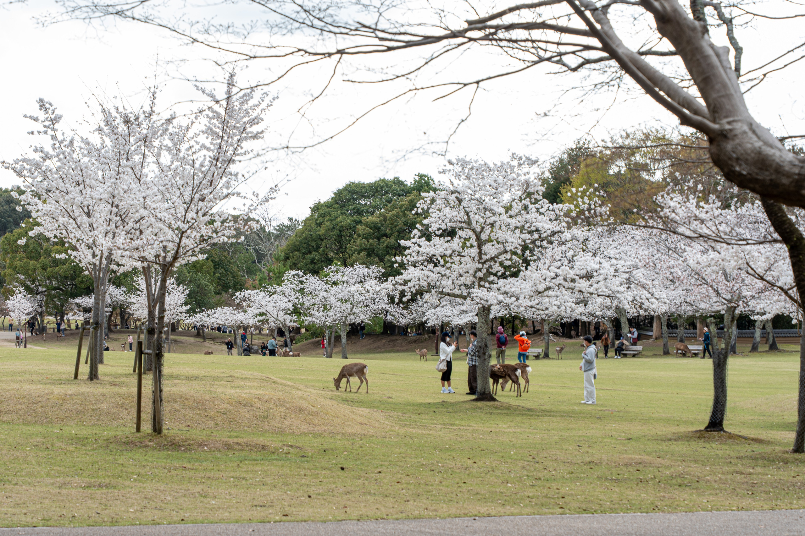 Япония, сакура. Творческие сьемки